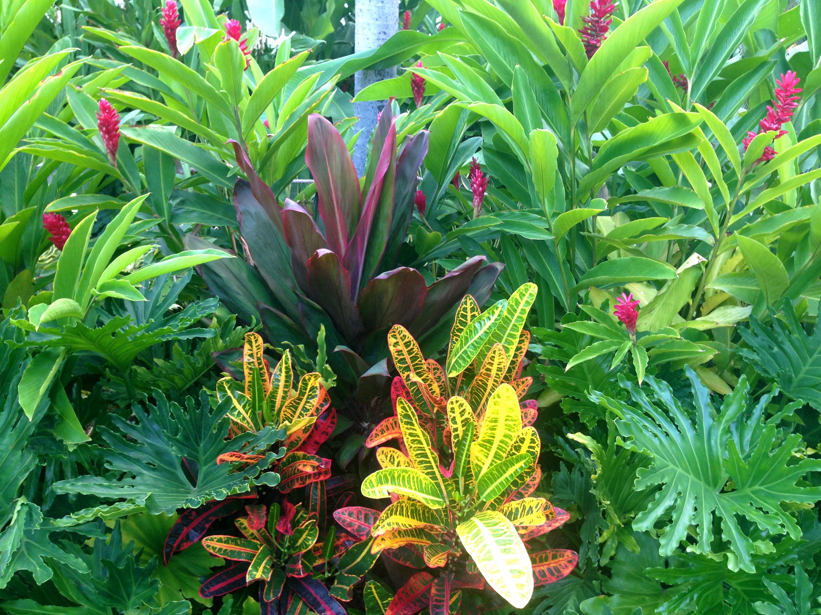 tropical garden inspiration: dwarf red ginger, cordyline (ti plant ...