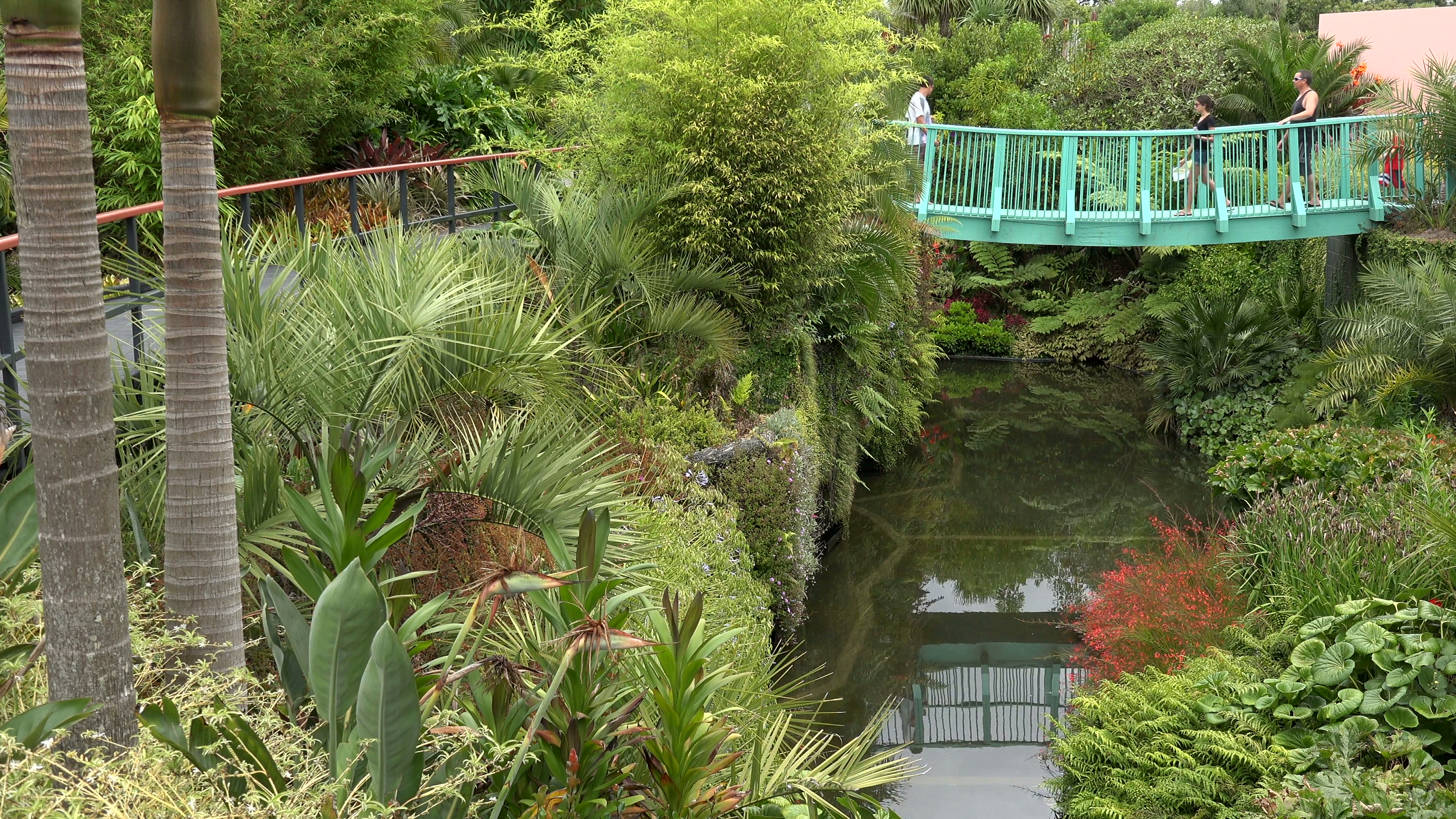 Hamilton botanical gardens, tropical garden bridge, New Zealand ...
