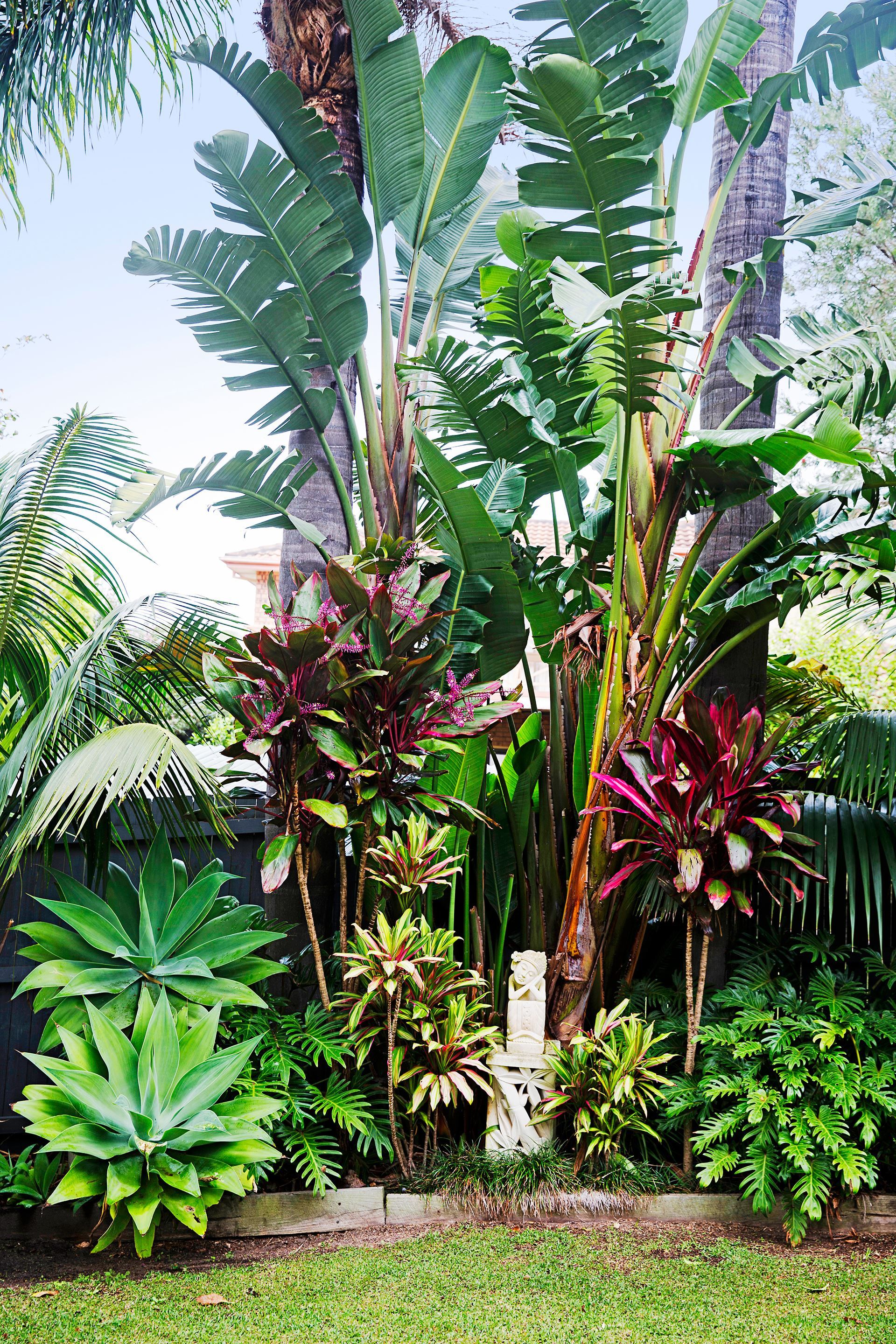Tropical garden plants photo