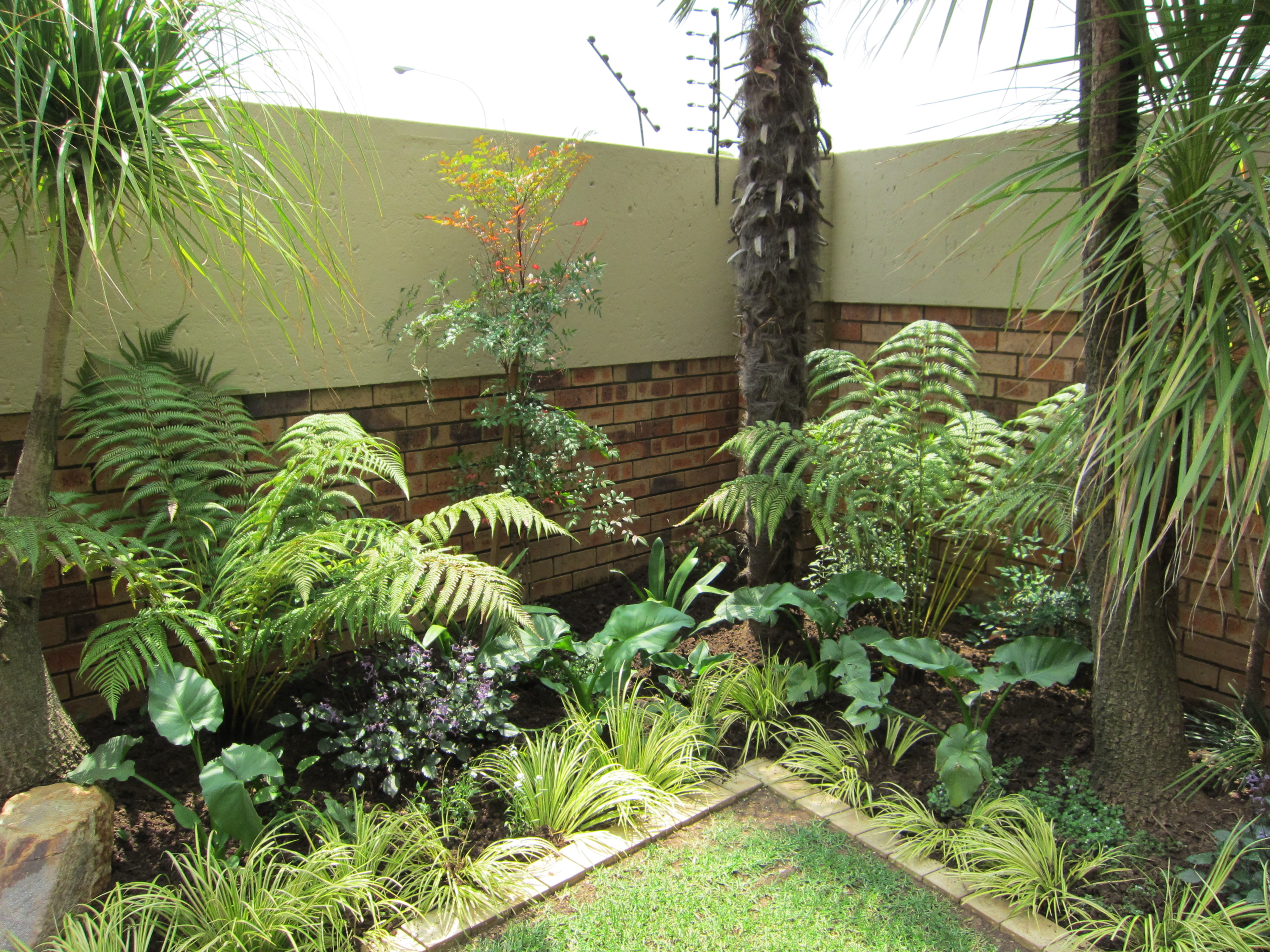Tropical Garden Plants 86434243 Tropical garden plants make all the ...