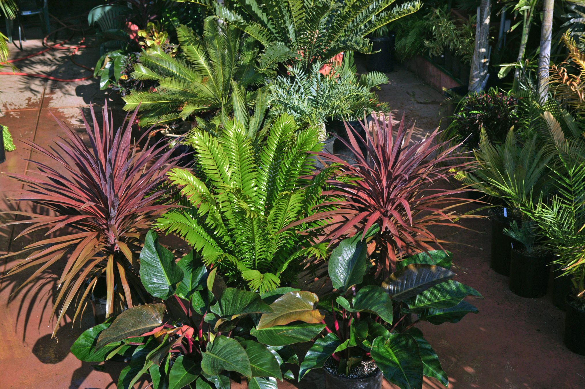 Tropical Garden Plants 52323 Tropical garden plants make all the ...