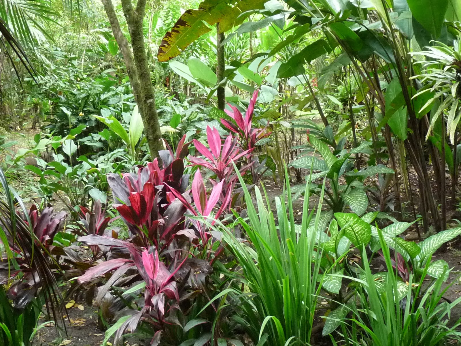 Great Pictures Of Tropical Plants In Tropicalgarden on Home Design ...