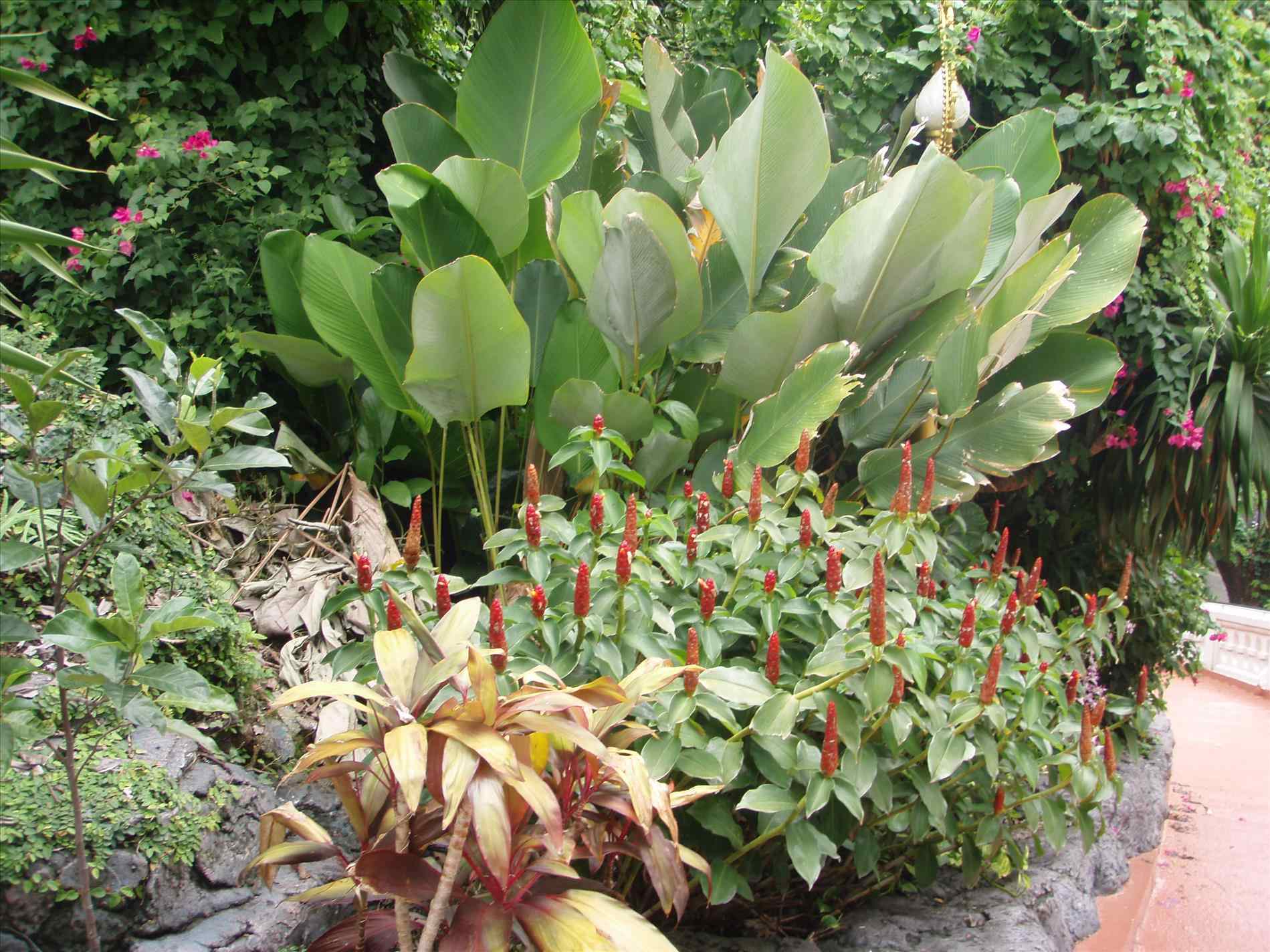 Tropical Garden Plants Full Sun Darxxidecom - champsbahrain.com