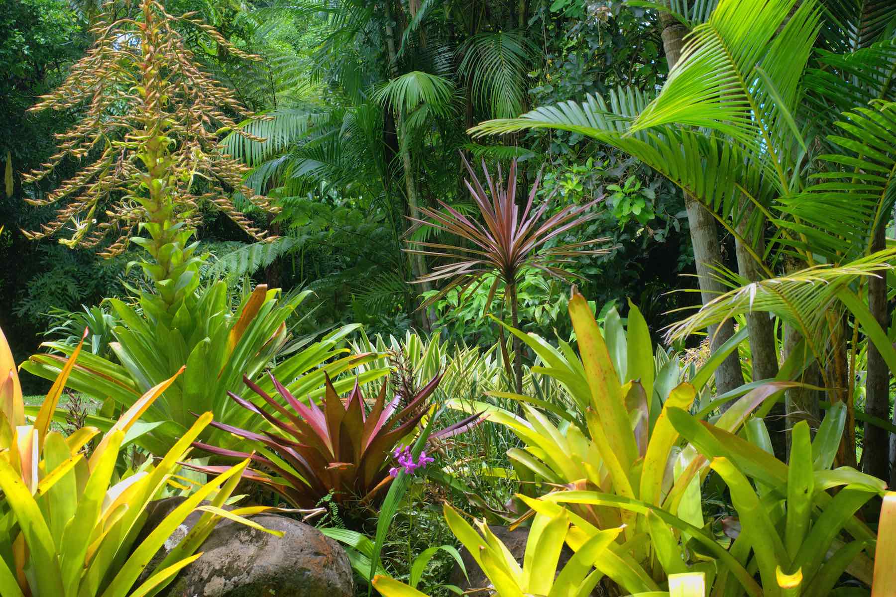 Tropical Gardens - Diaco's Garden Nursery
