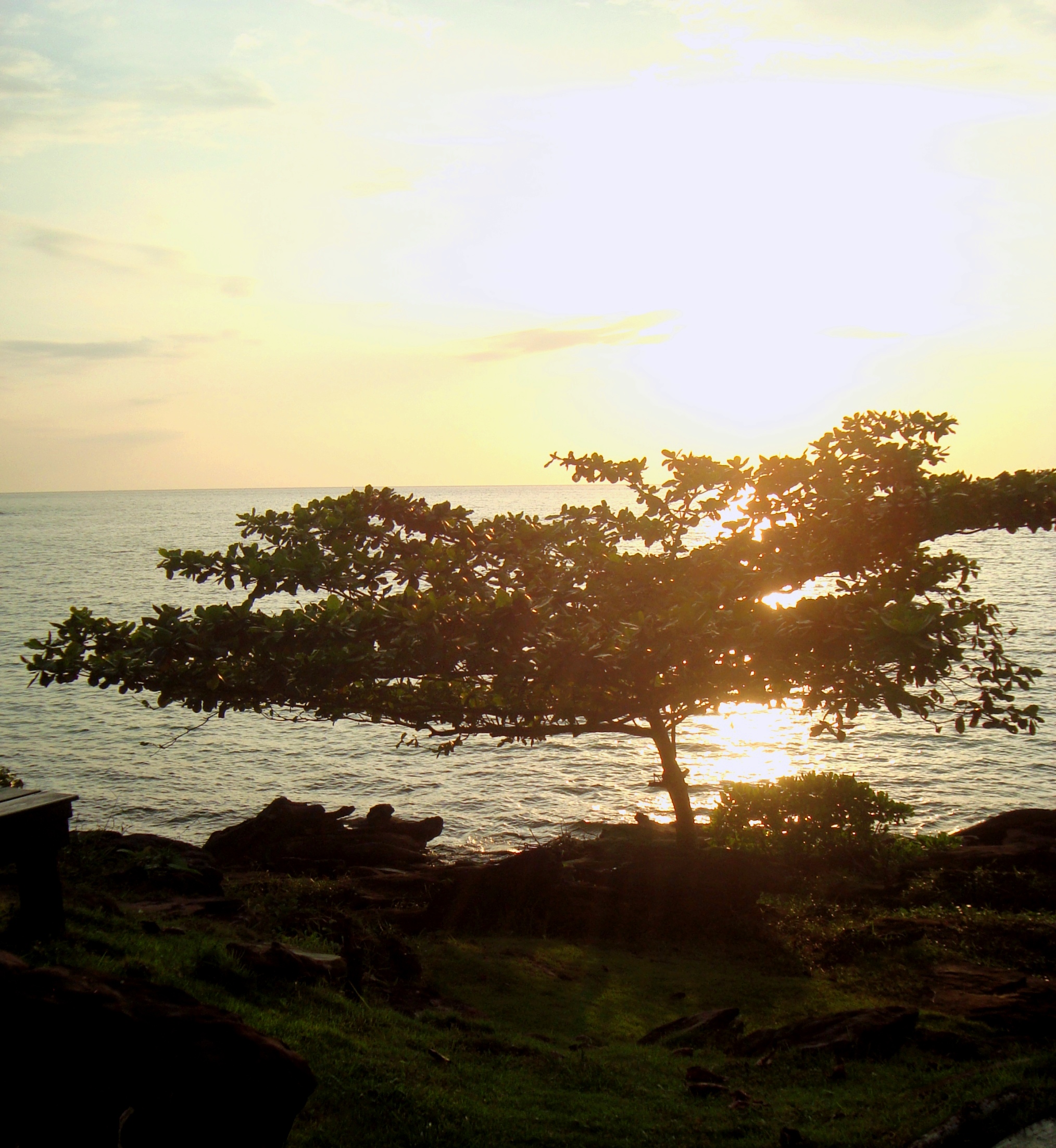 Tropical island tree at sunset photo