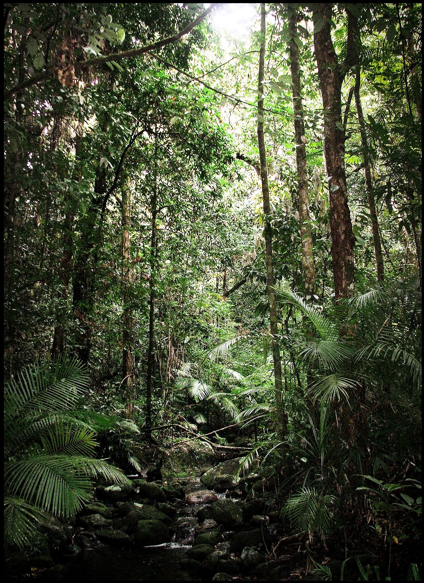 Tropical jungle photo