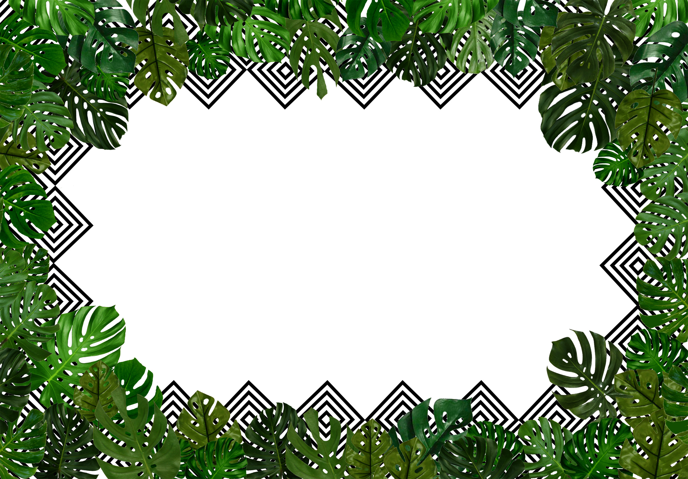 Tropical leaves background with copyspac photo
