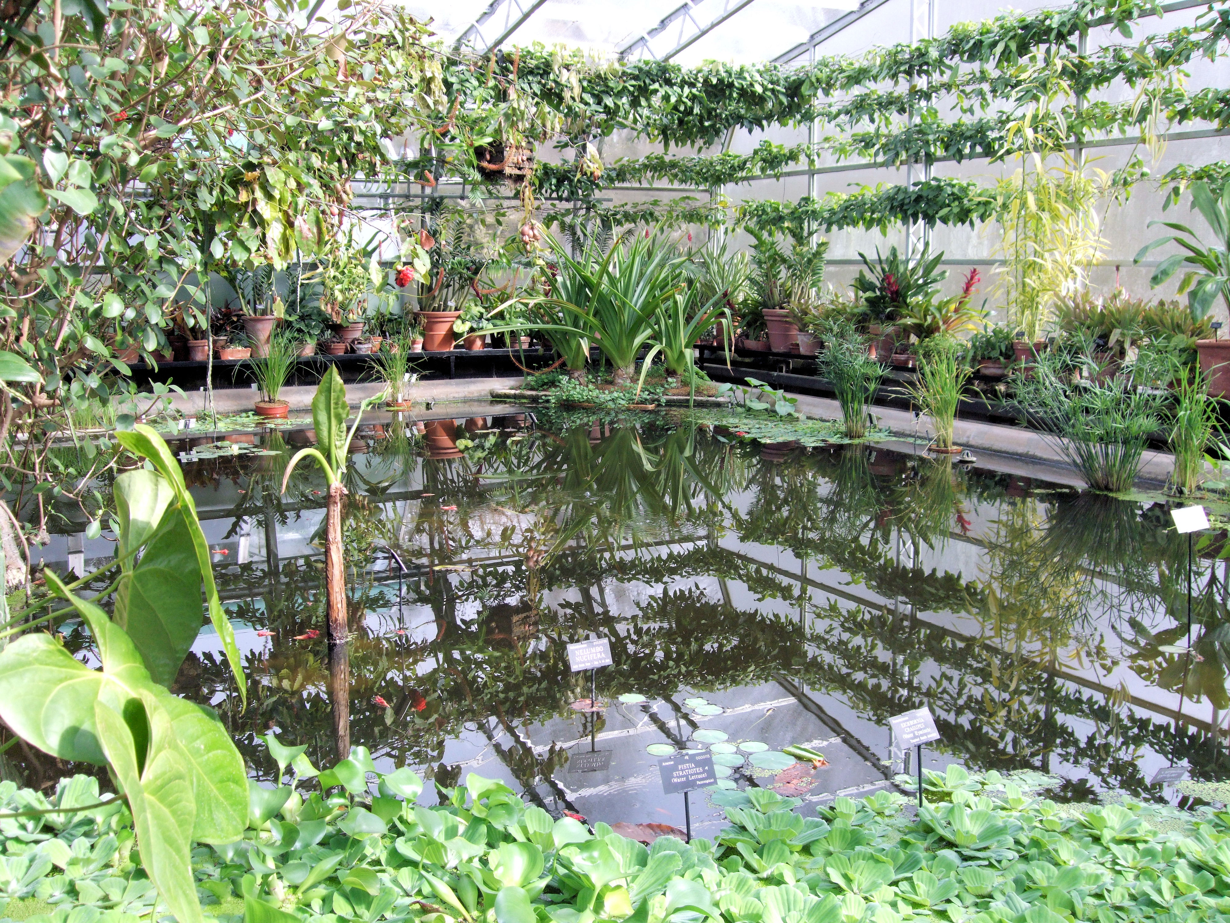 Tropical lilly pond photo