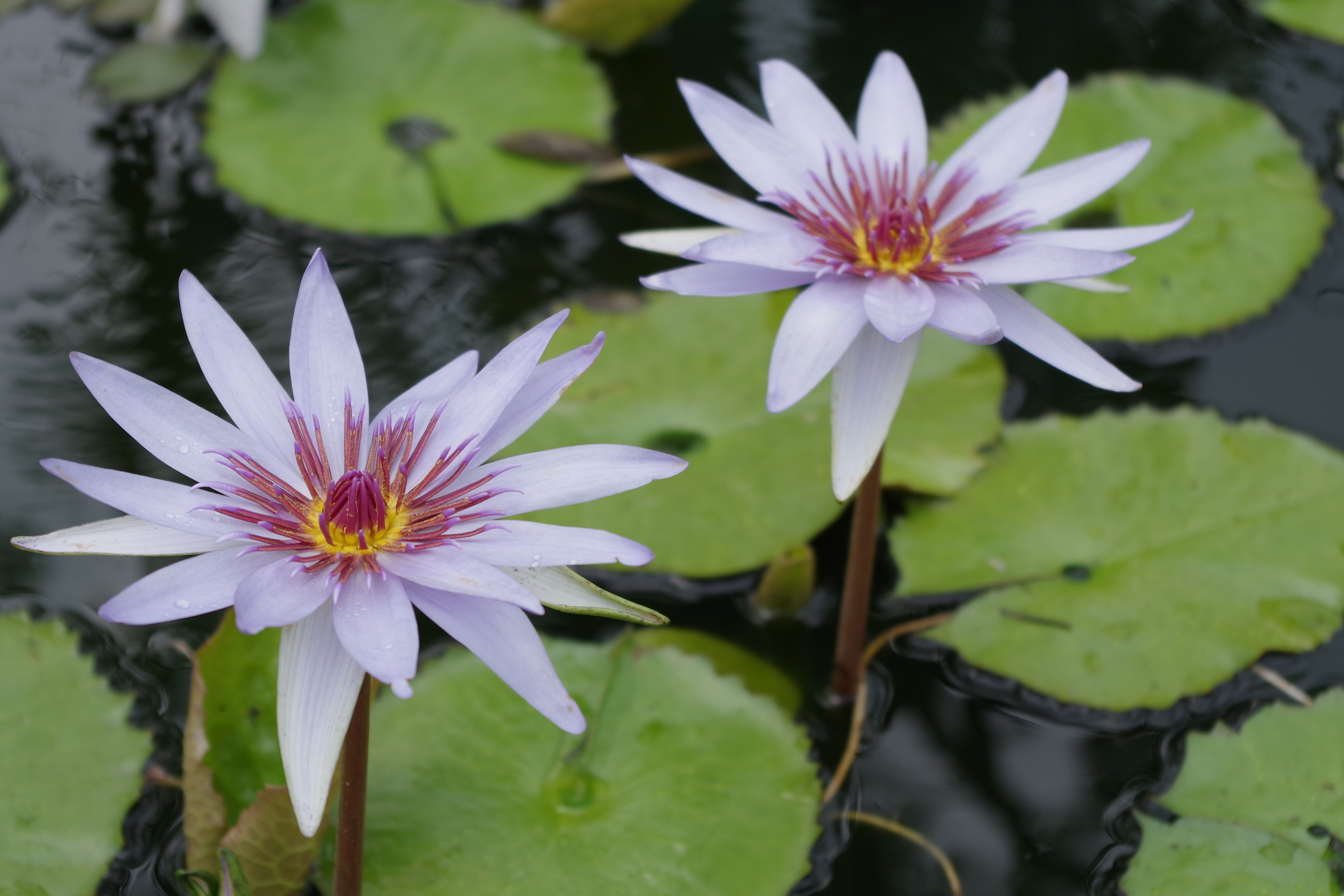 Free stock photo of lily pond, pond, tropical