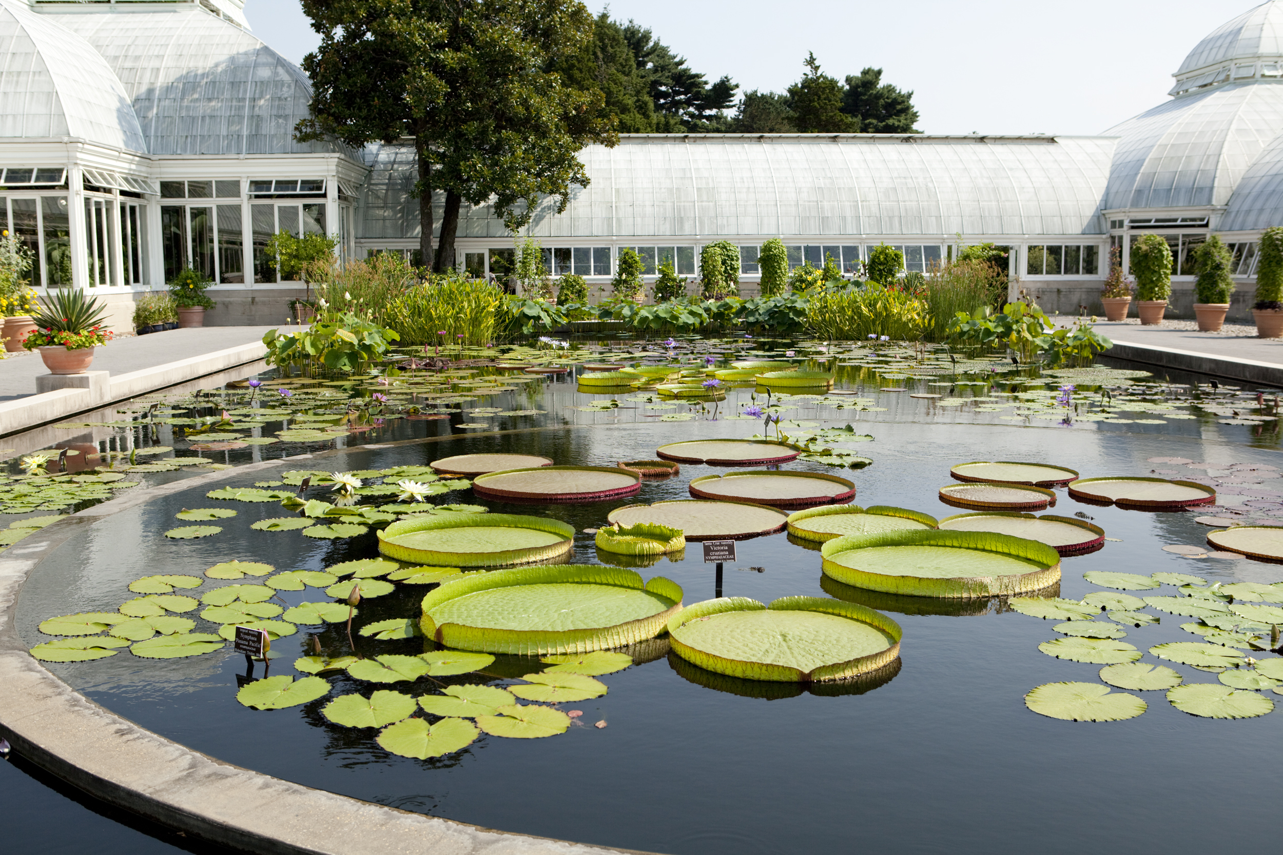 Water Lilies Archives - Plant Talk