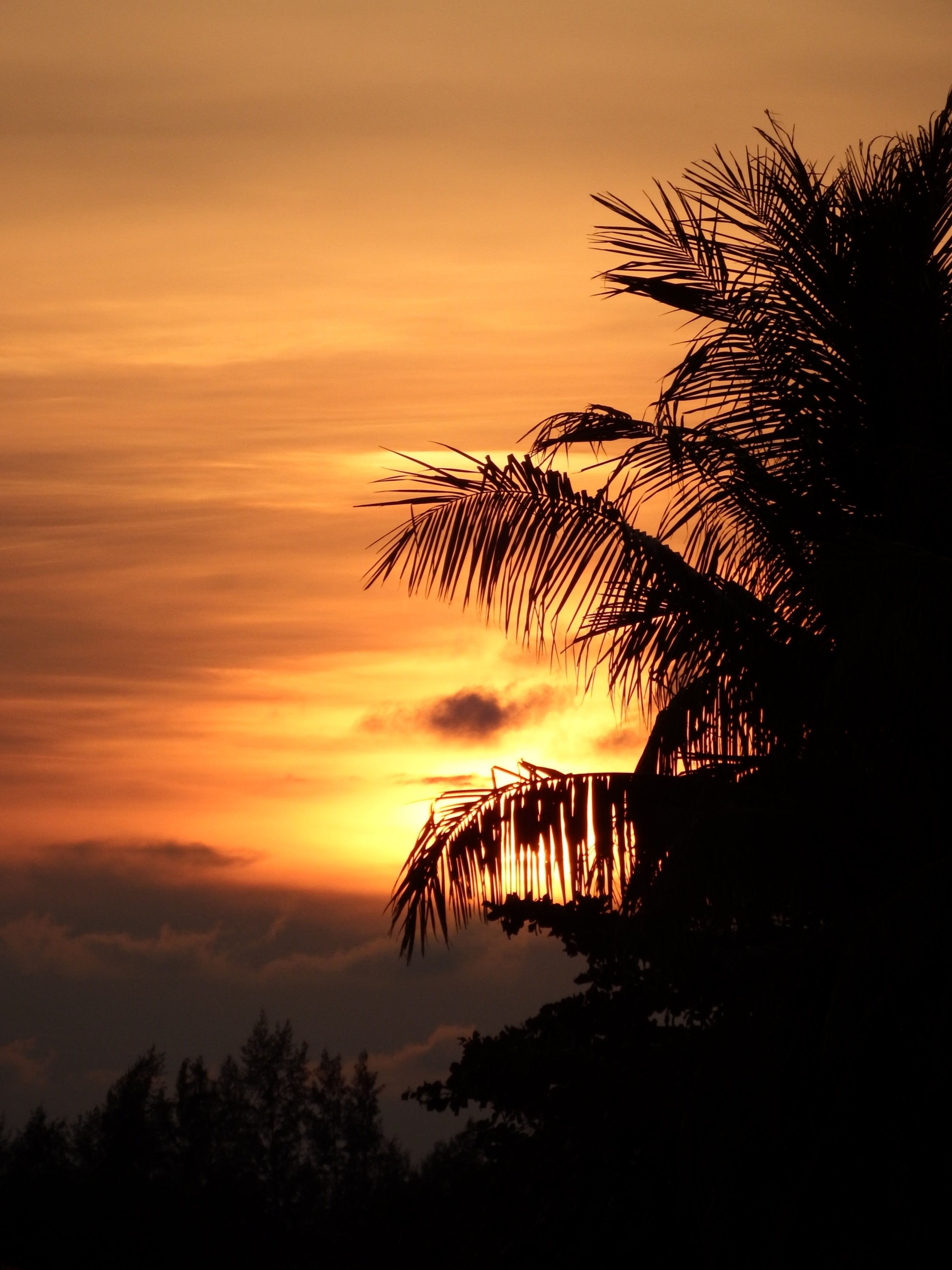 Tropical palm tree sunset photo
