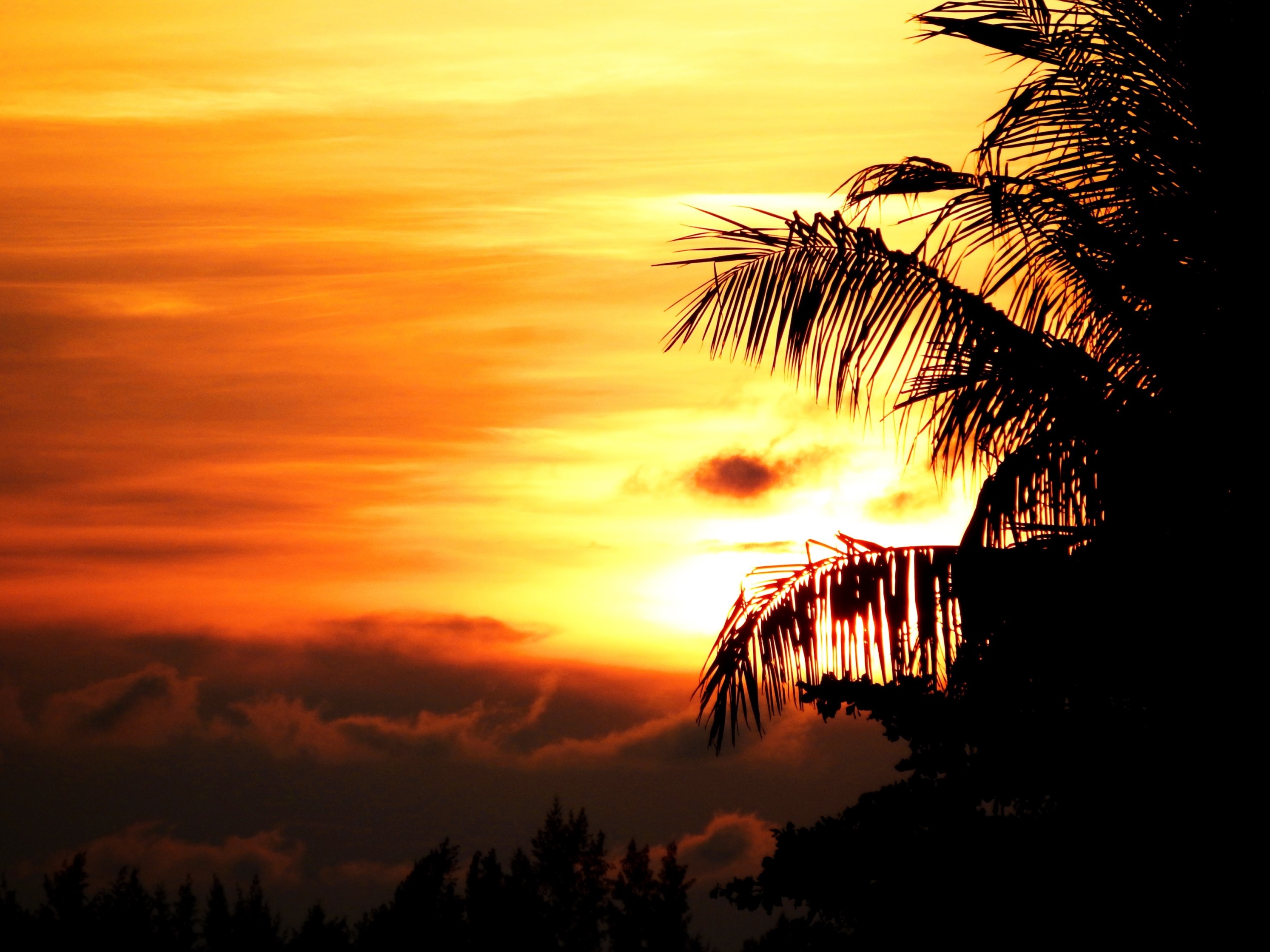 Tropical palm tree sunset photo