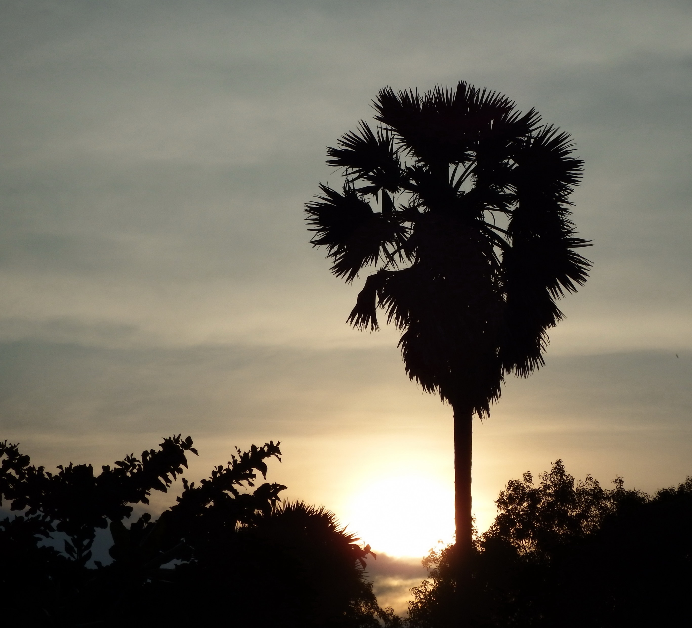 Tropical Palm Tree Sunset, Vacation, Tropical, Black, Gold, HQ Photo