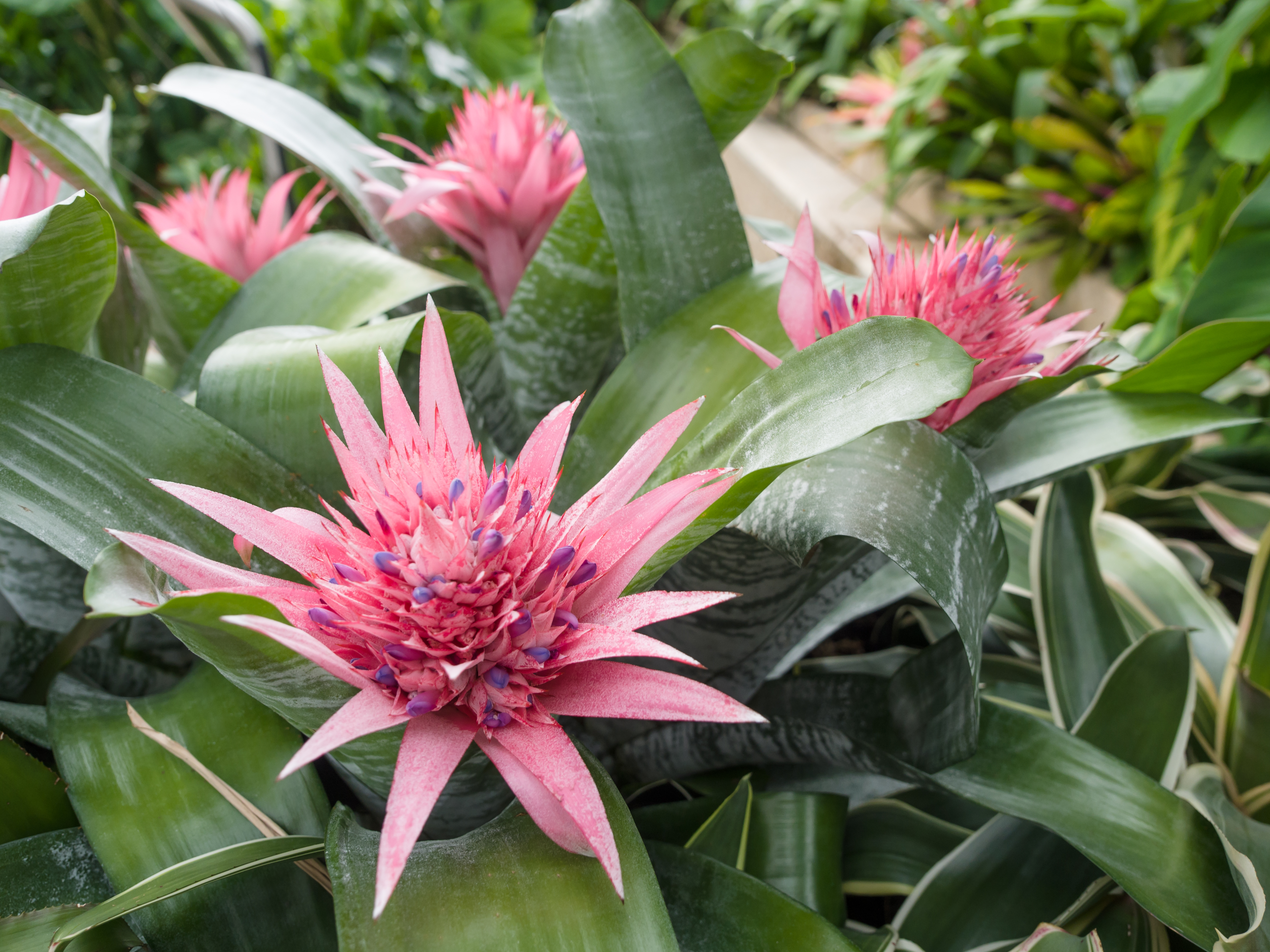 File:Pink tropical flower (14949457092).jpg - Wikimedia Commons