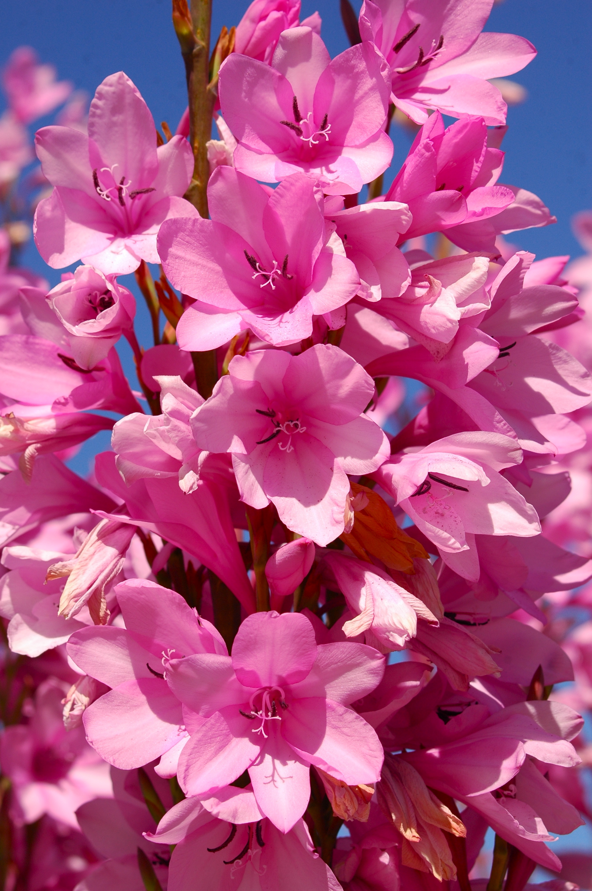Free Photo Tropical Pink Flowers Spring Seasonal Pretty Free Download Jooinn