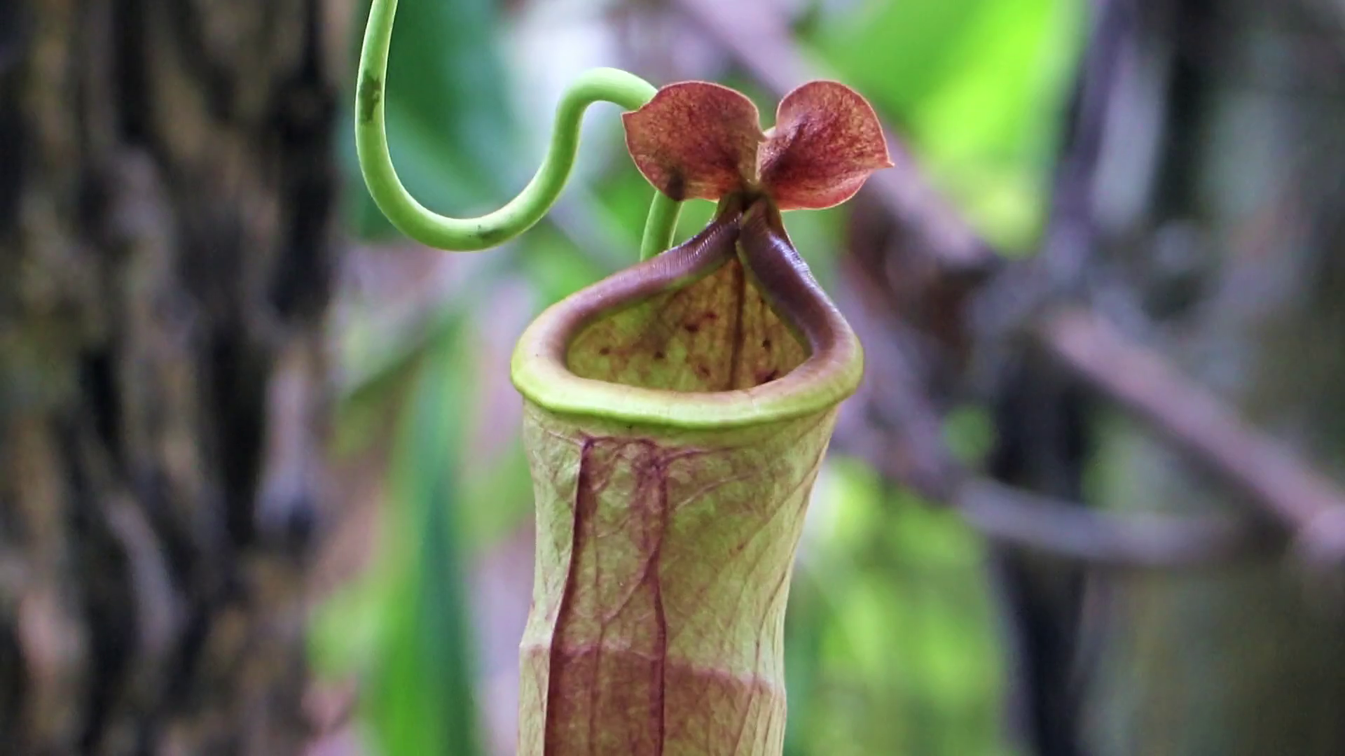 Nepenthes, Tropical pitcher plants and monkey cups Stock Video ...