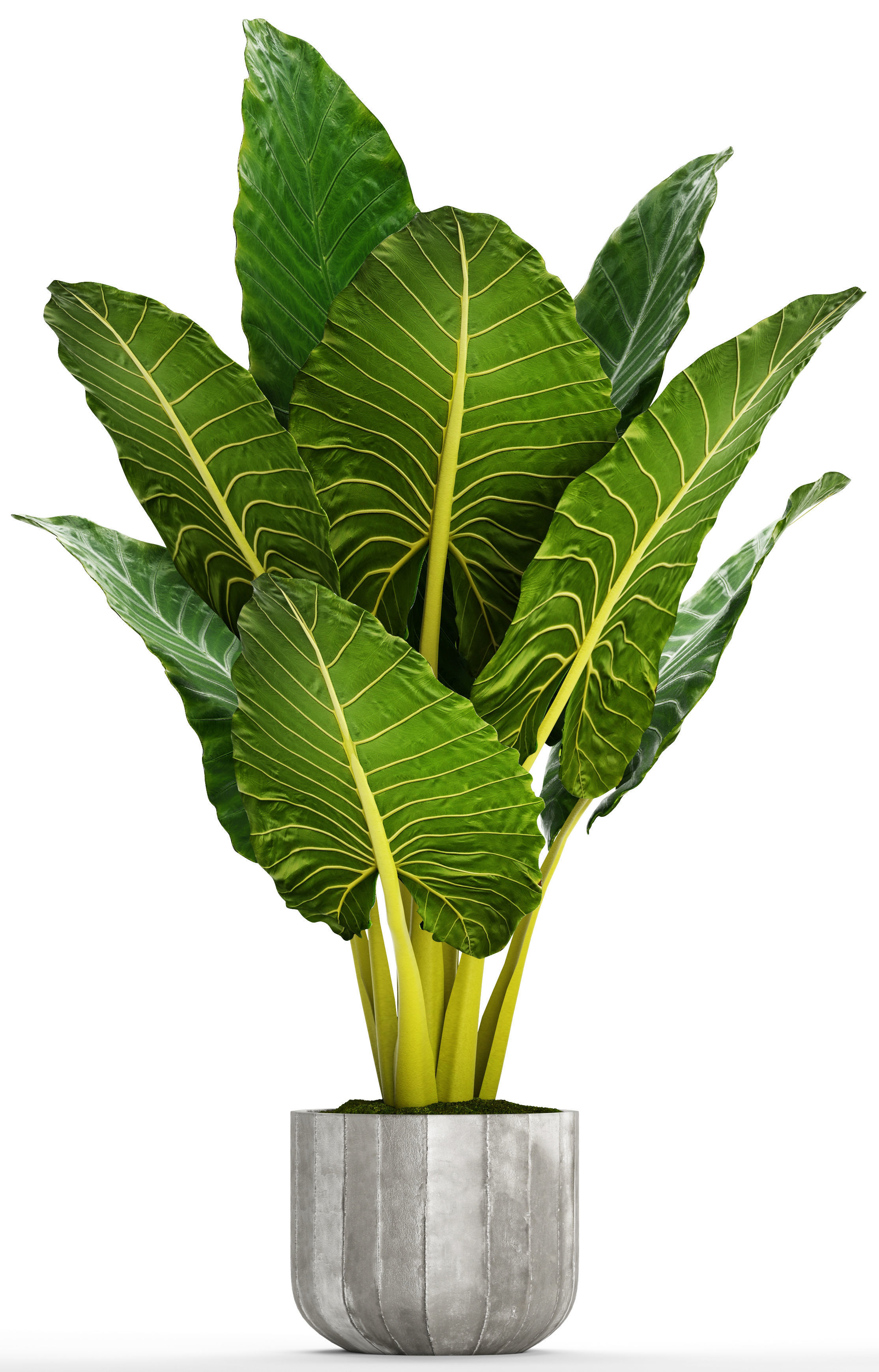 Collection of tropical plants 2 3D | CGTrader