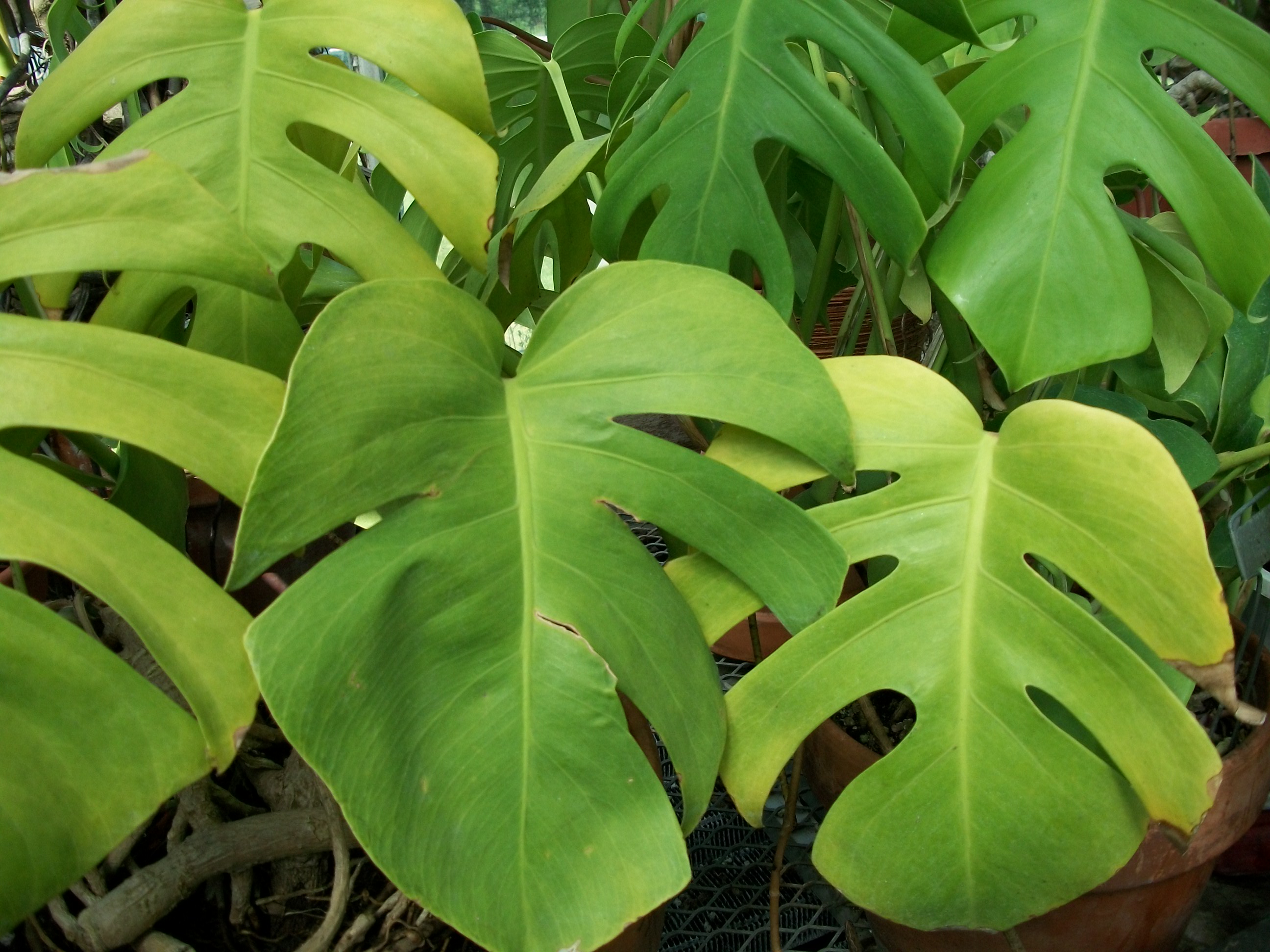 Download Photos Of Tropical Plants | Solidaria Garden