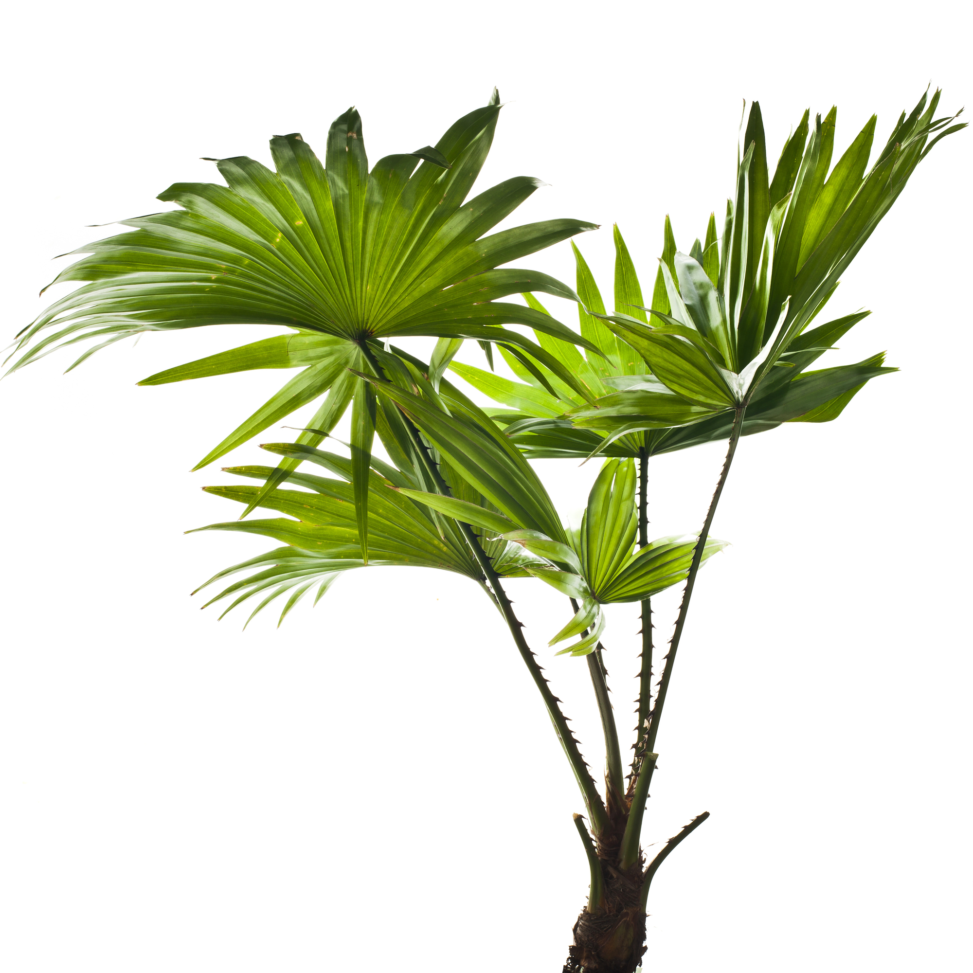 Thoughtful Reasons to Give a Tropical Plant as a Christmas Gift ...