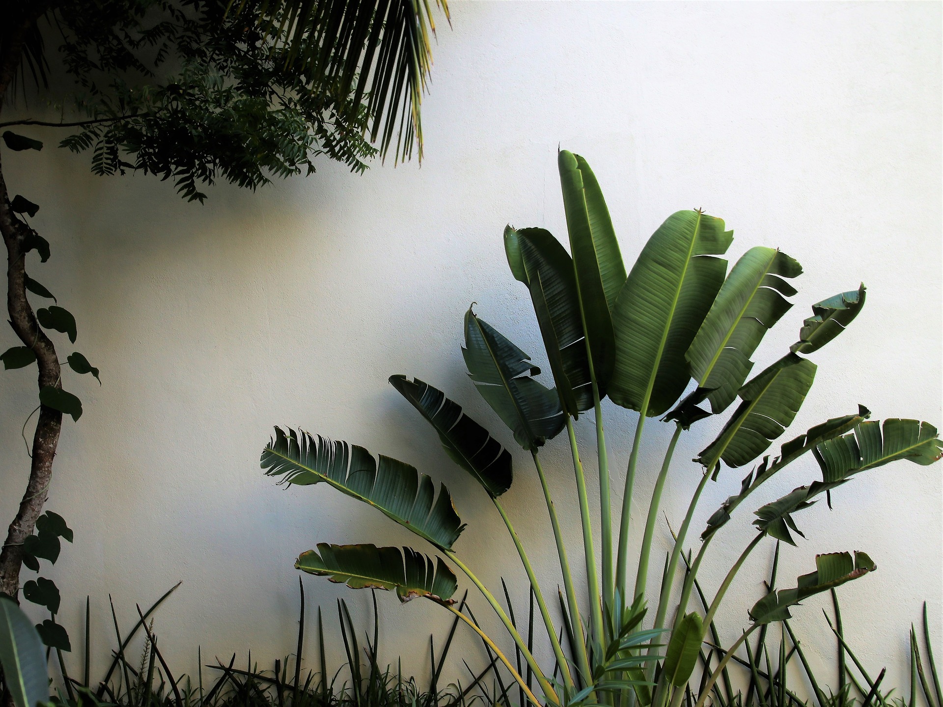 5 Tropical Plants You Can Easily Grow in Your Home Garden | ForGardening