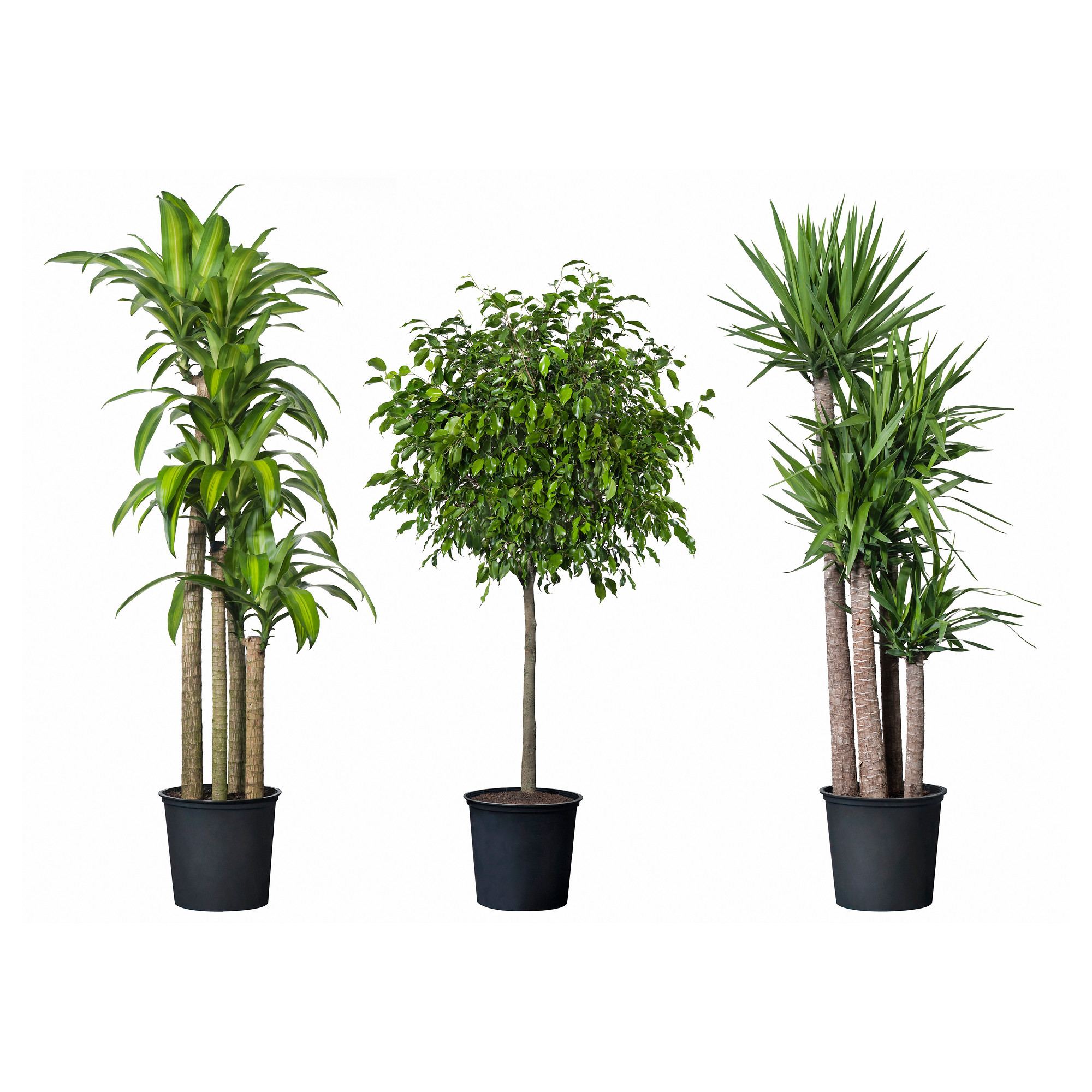 Indoor Garden Pots - Marvellous Tropisk Potted Plant Tropical Plant ...