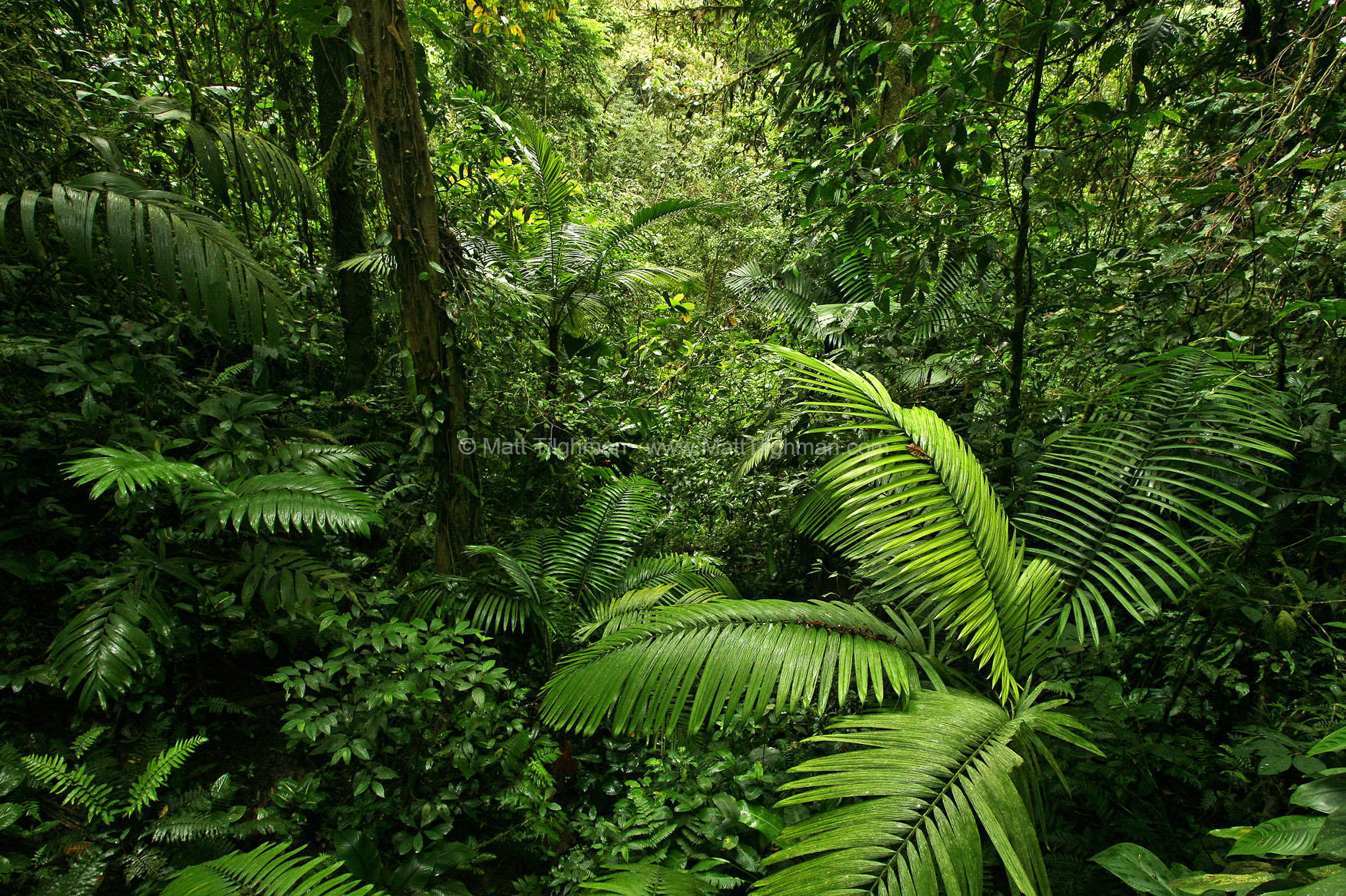 Dense Tropical Rain Forest, Costa Rica - Matt Tilghman Photography