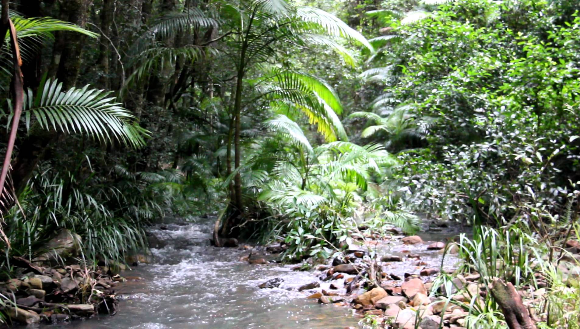 Relaxing Nature Scene: Rainforest stream in ferny National Park ...