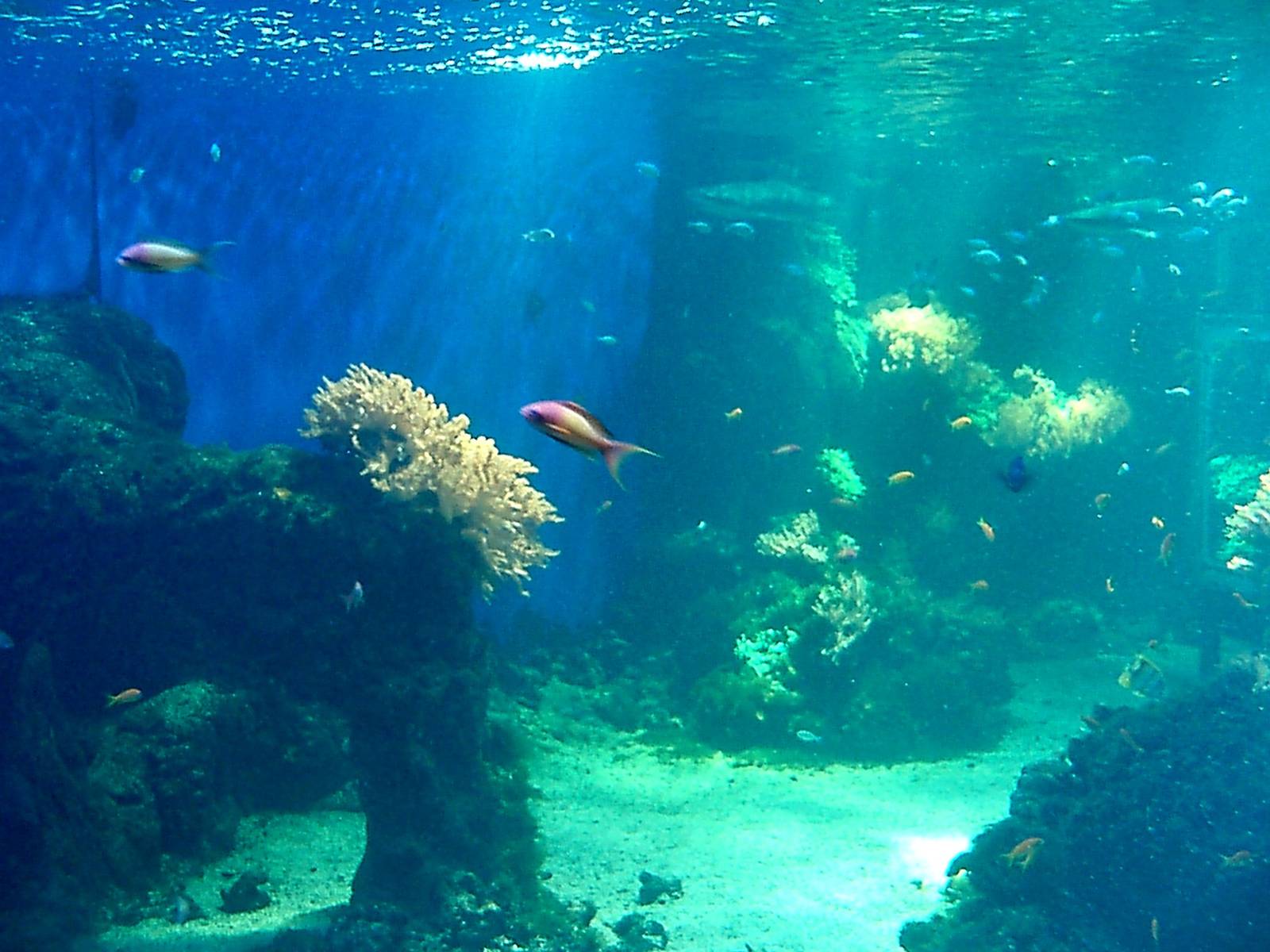 Aquaria - Tropical sea | ZooChat