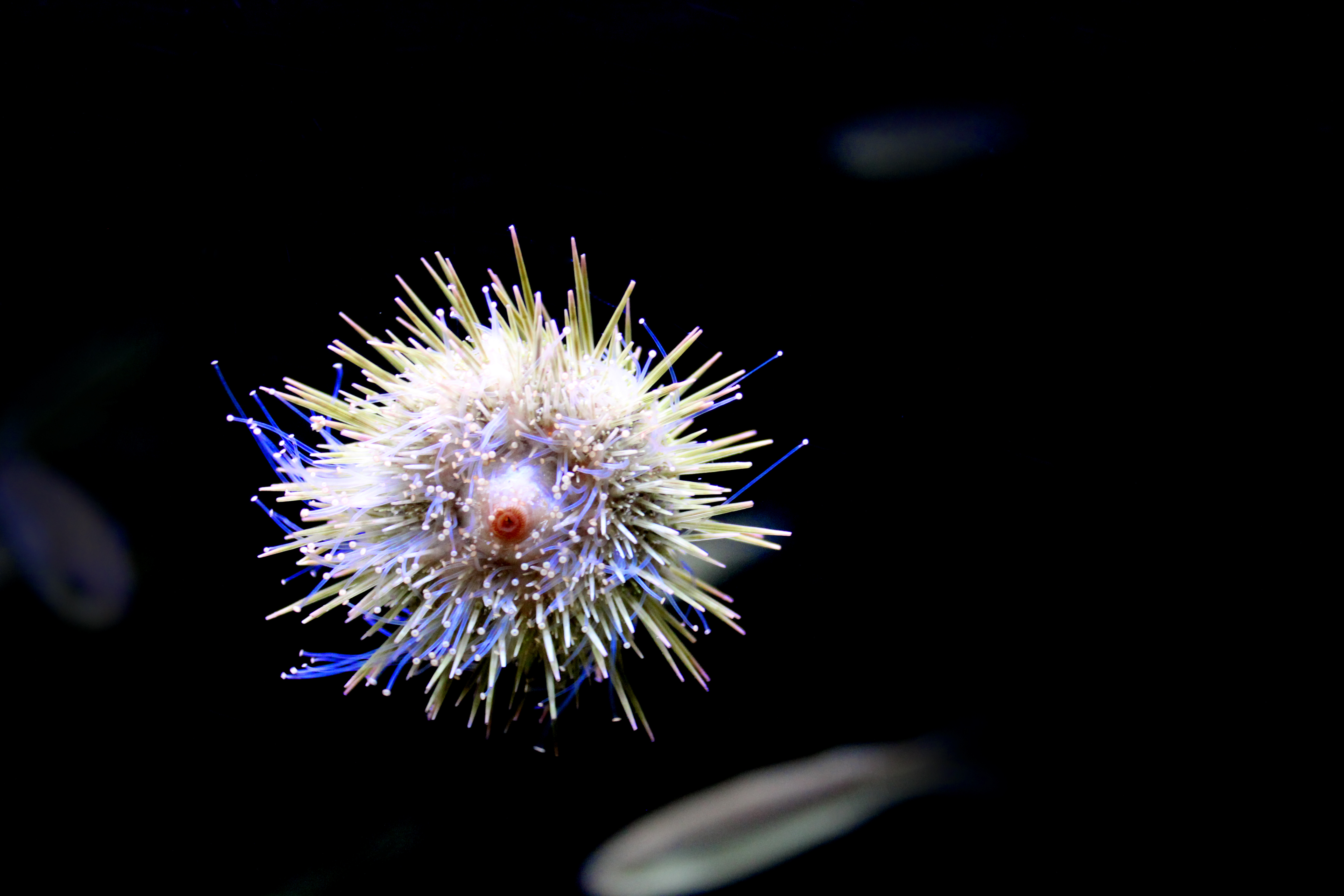 Tropical sea urchin - Underbelly view showing its mouth, America, Spiked, Pain, Photo, HQ Photo