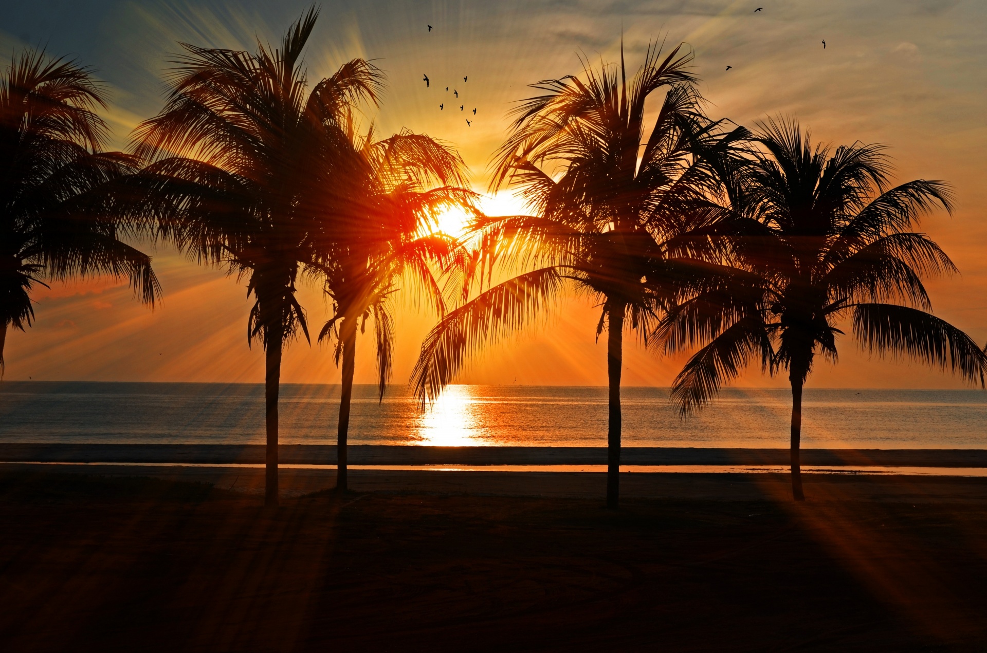 Tropical Sunset Free Stock Photo - Public Domain Pictures