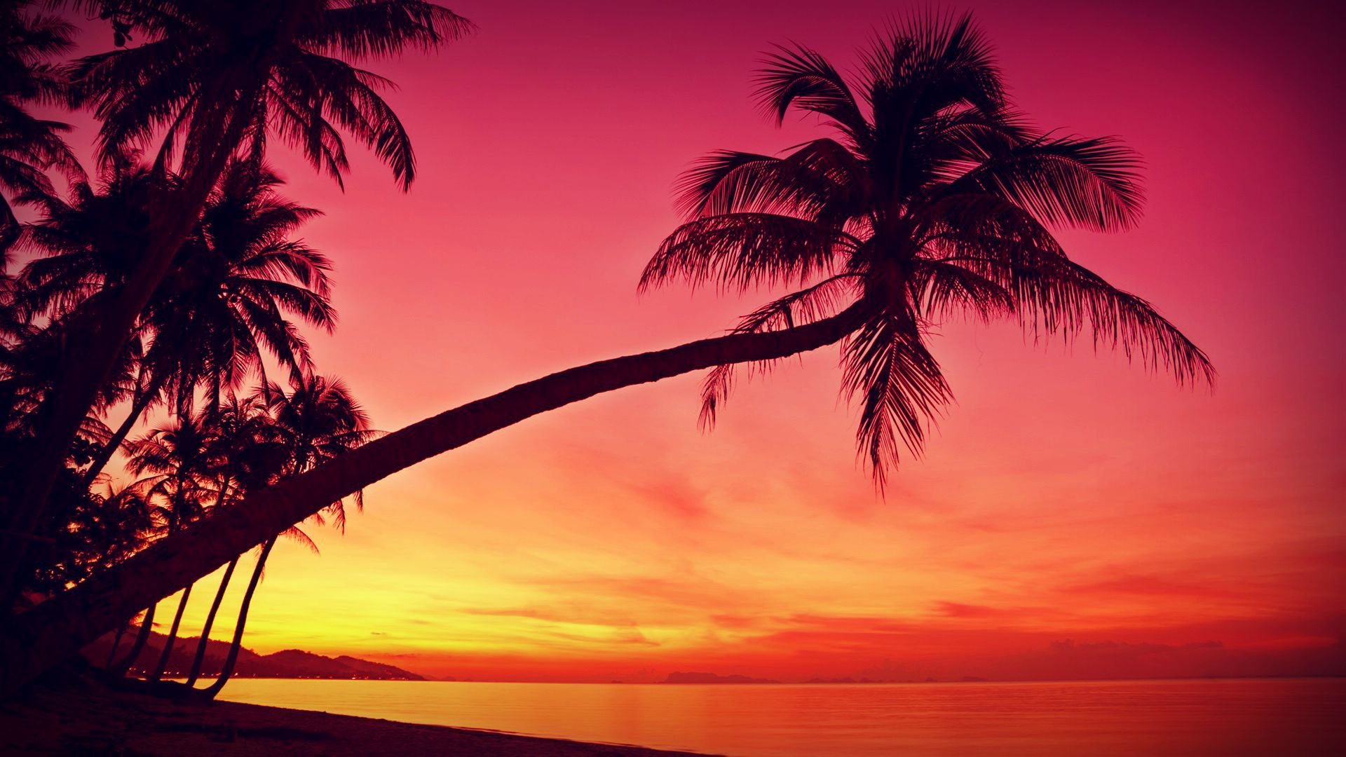 Tropical sunset shilhouette photo