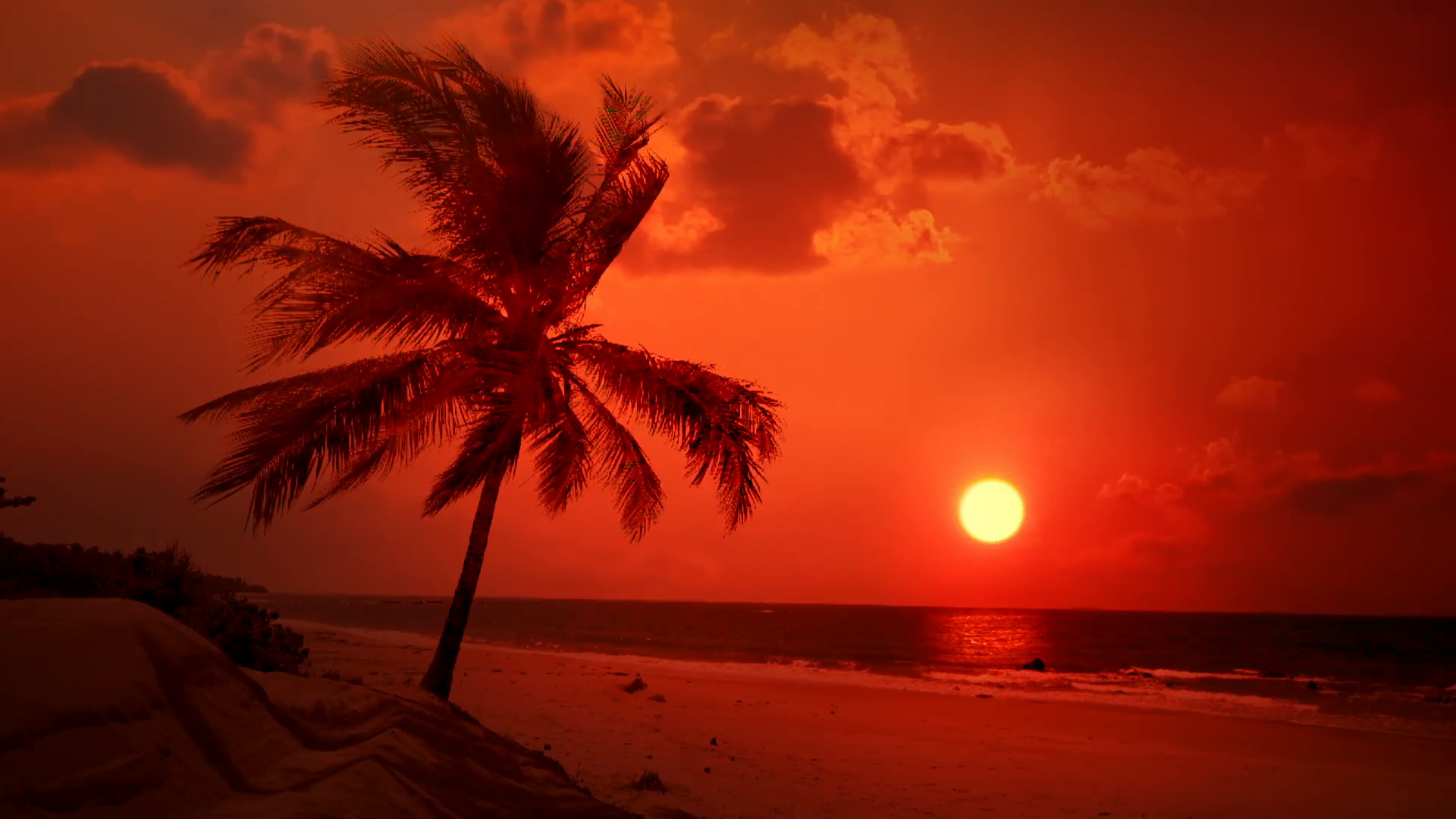 Amazing colors of tropical sunset. Palm trees silhouettes at sandy ...