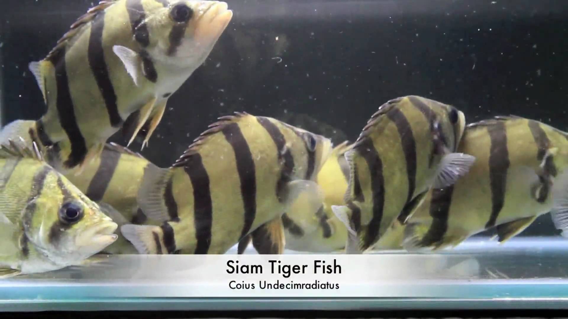 siam tiger fish / Aquarium Tropical Fish - YouTube
