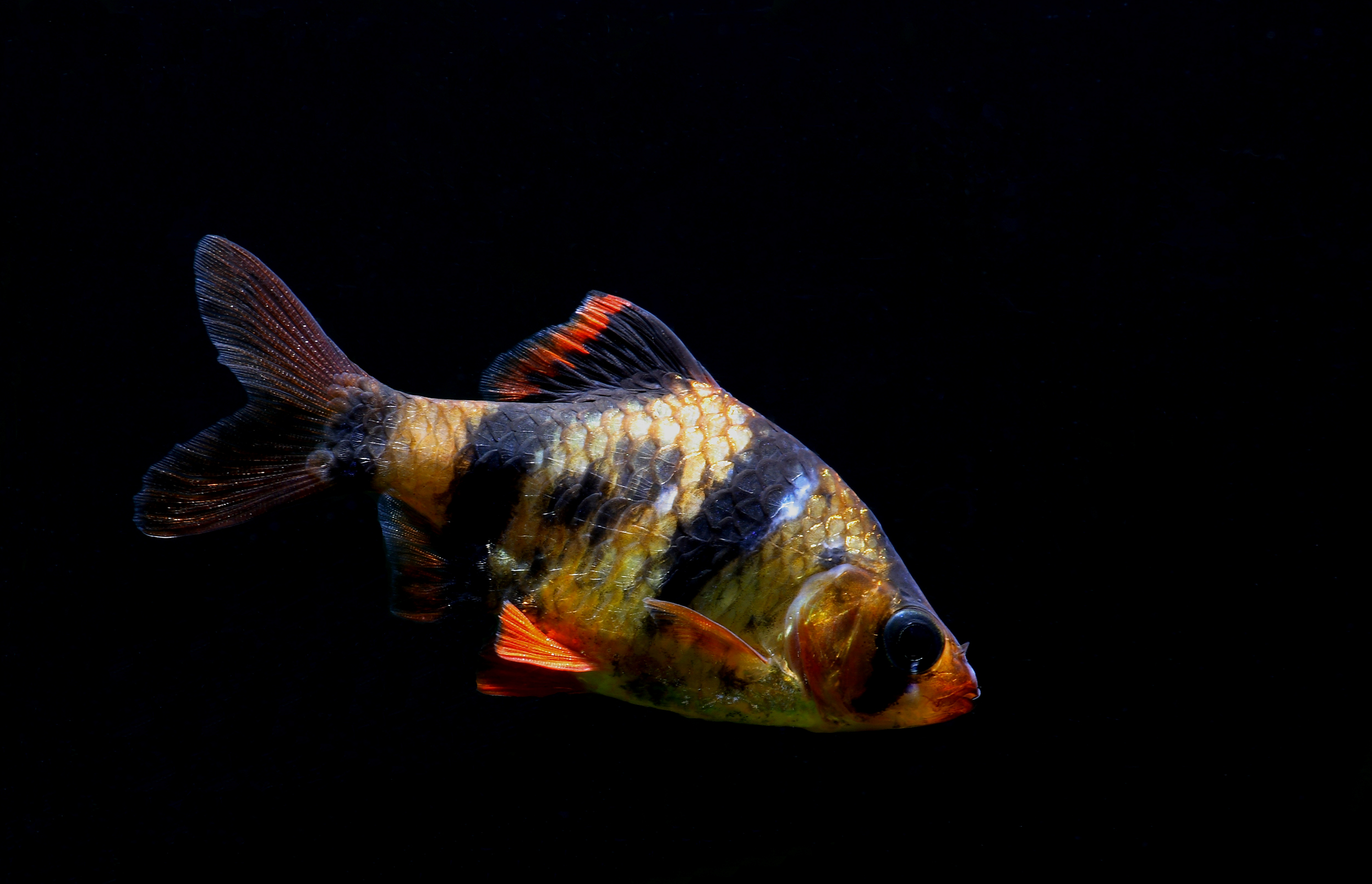 File:A Male Tiger barb.png - Wikimedia Commons