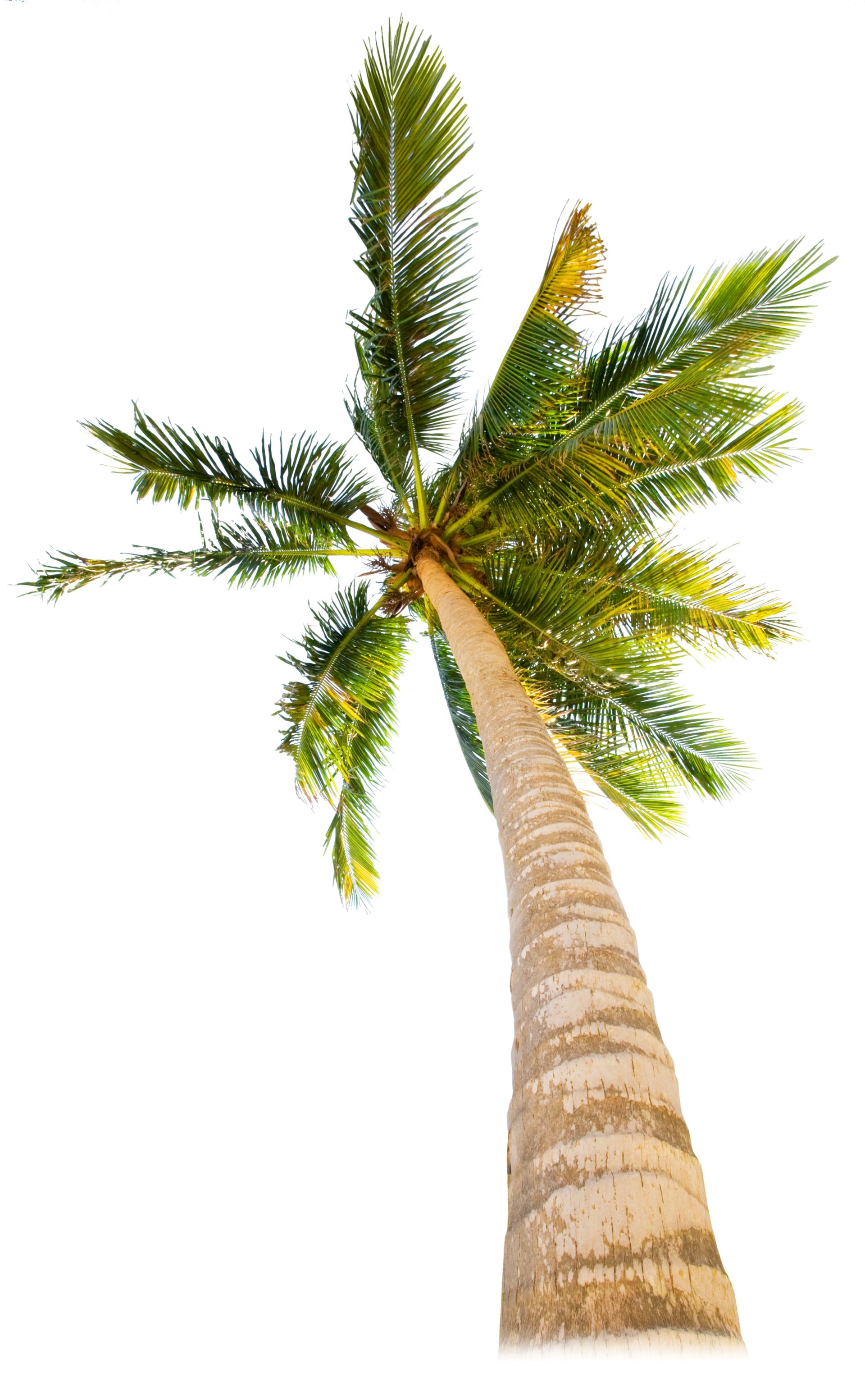Tropical Trees | Types of Trees for Kids | DK Find Out
