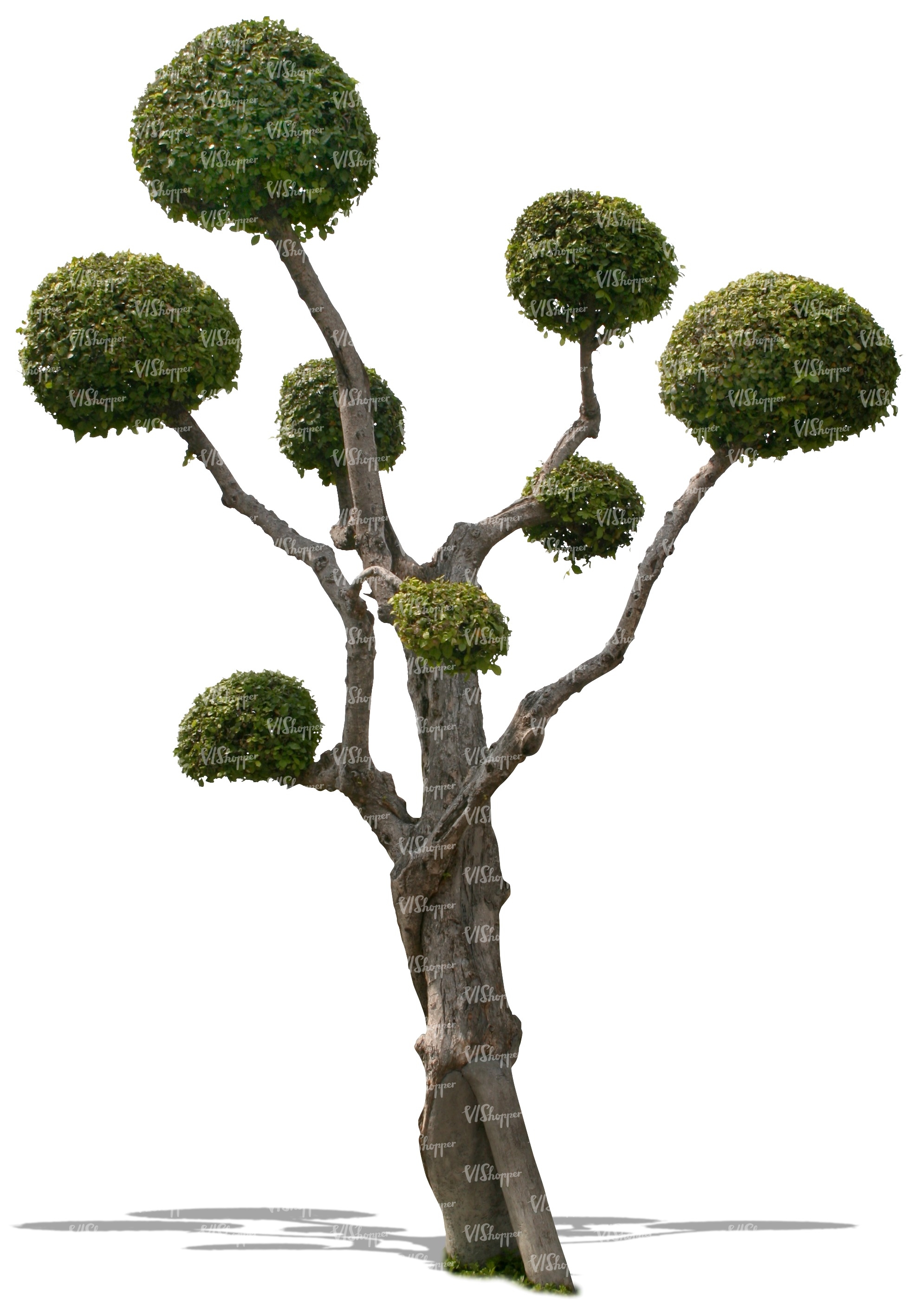 cut out tropical tree - cut out trees and plants - VIShopper