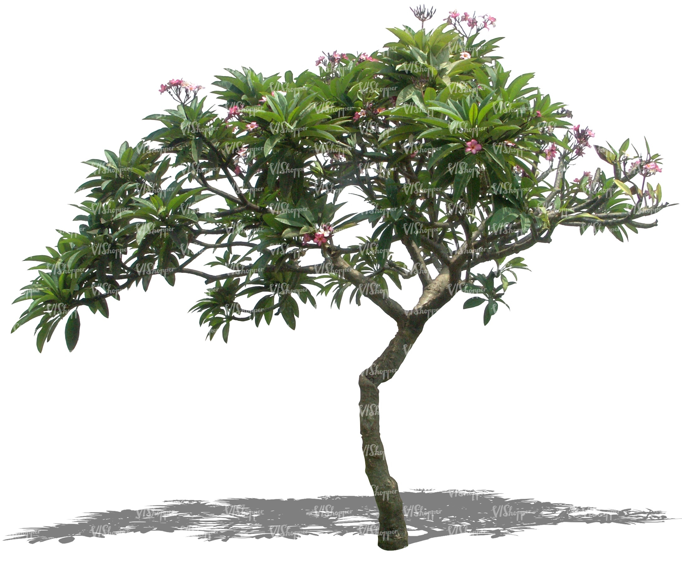 cut out tropical tree with pink blossoms - cut out trees and plants ...