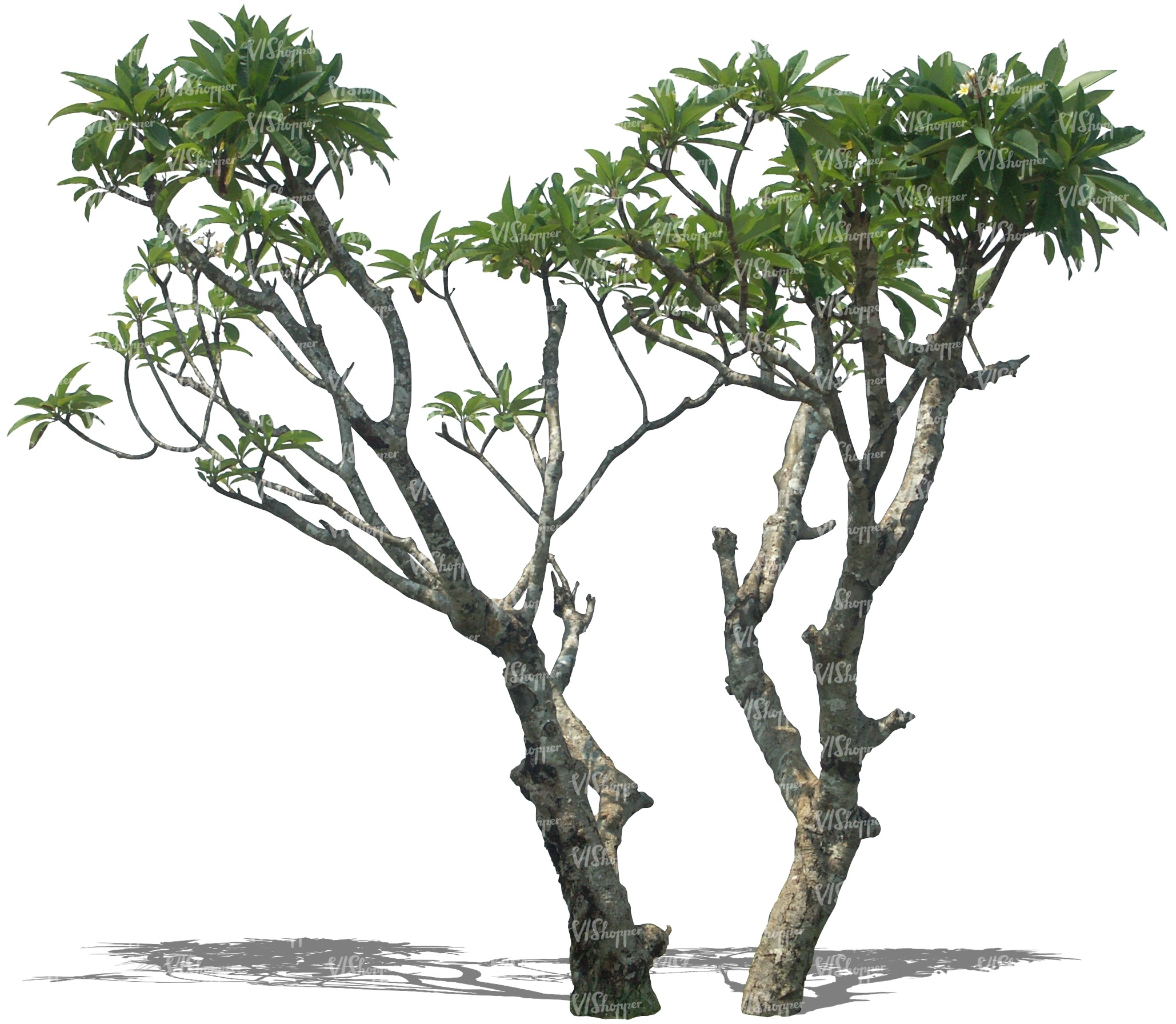 two cut out tropical trees - cut out trees and plants - VIShopper