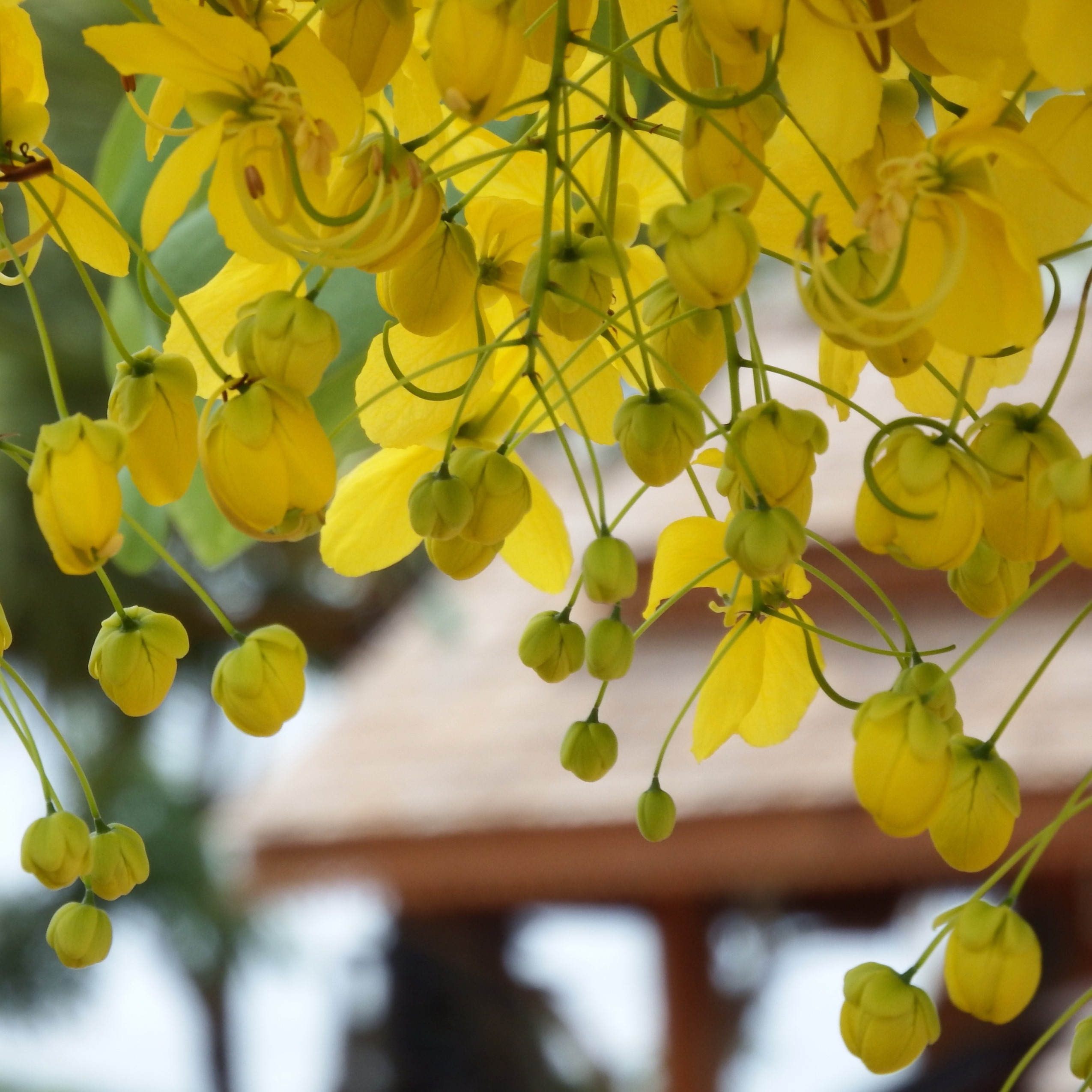 Tropical yellow blossom tree photo