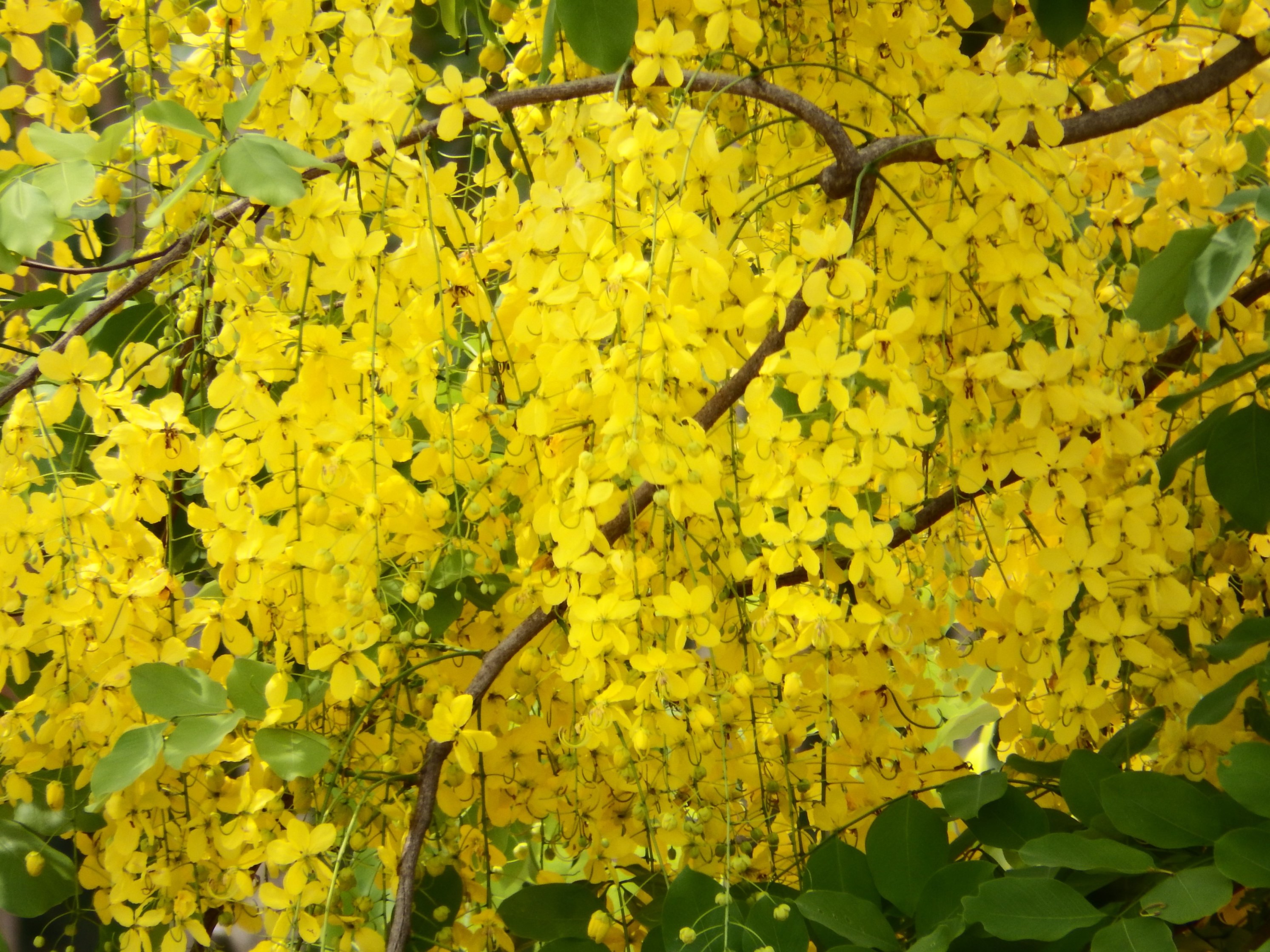 Tropical yellow blossom tree photo