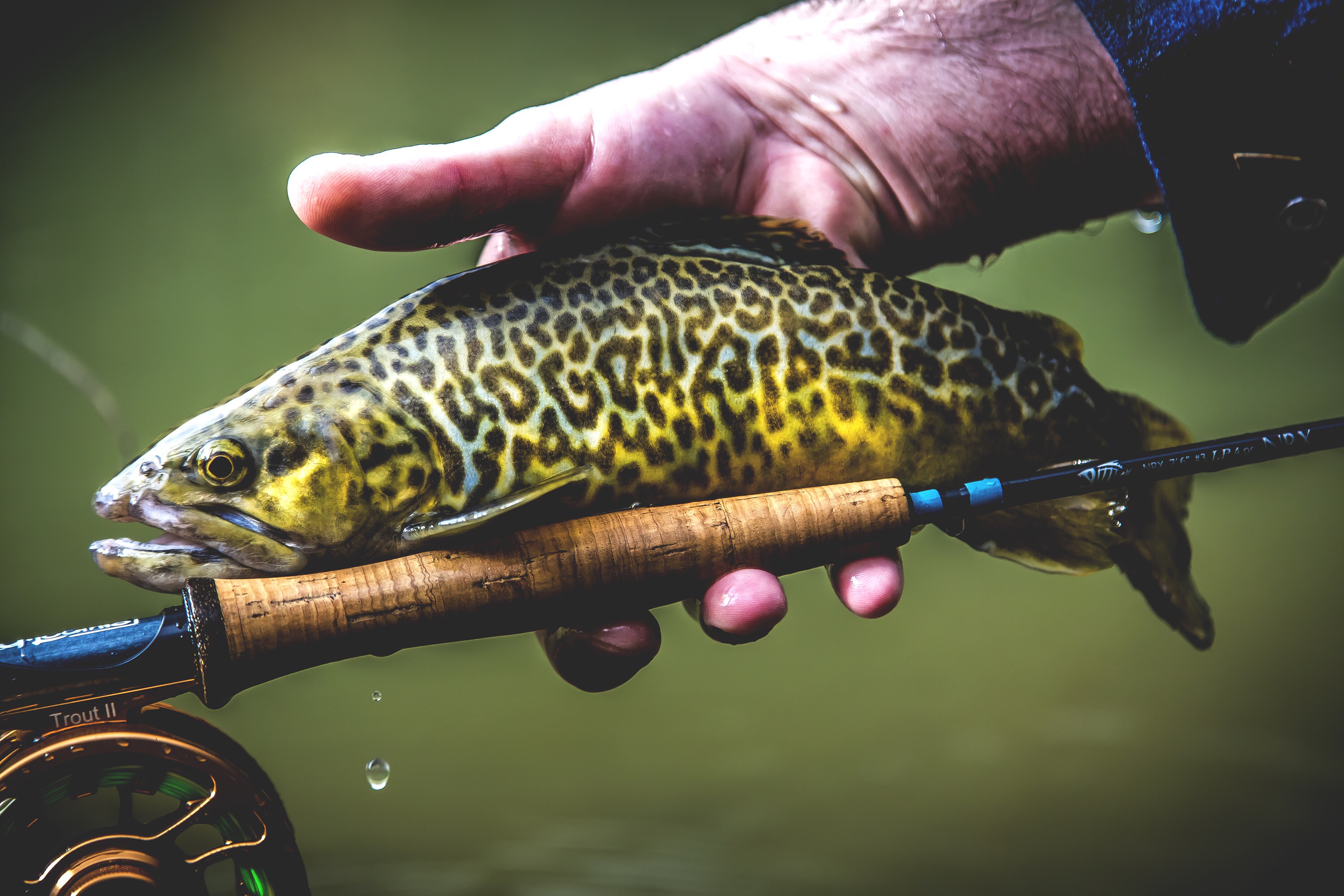 WTF is a Tiger Trout? - Amberjack Journal