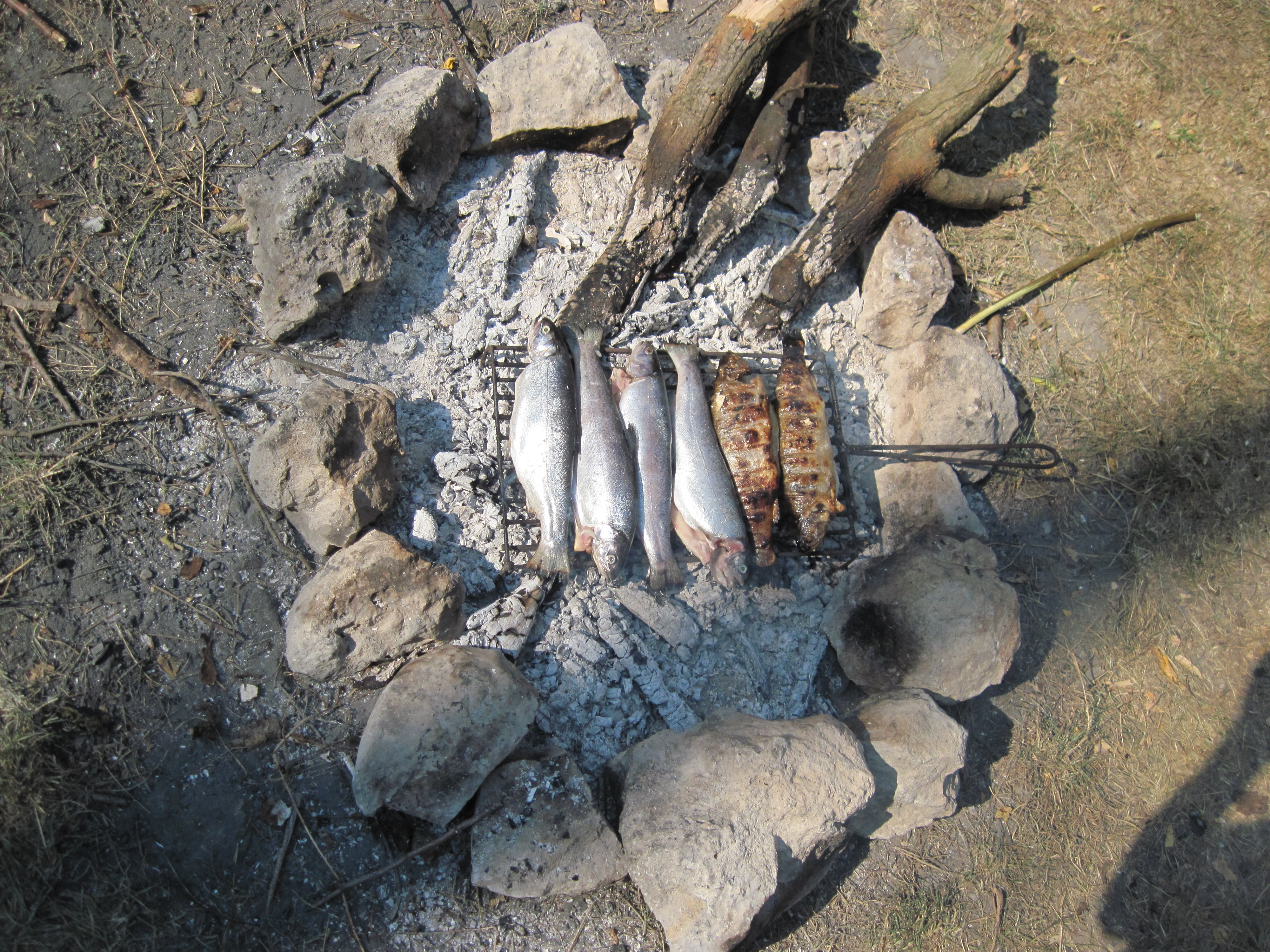 Trout fish on the fire photo