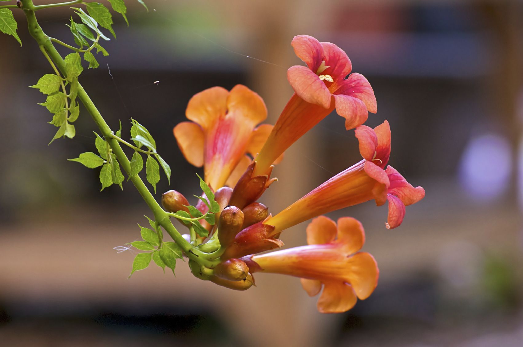 Growing Trumpet Vines – Information On The Care Of Trumpet Vines ...