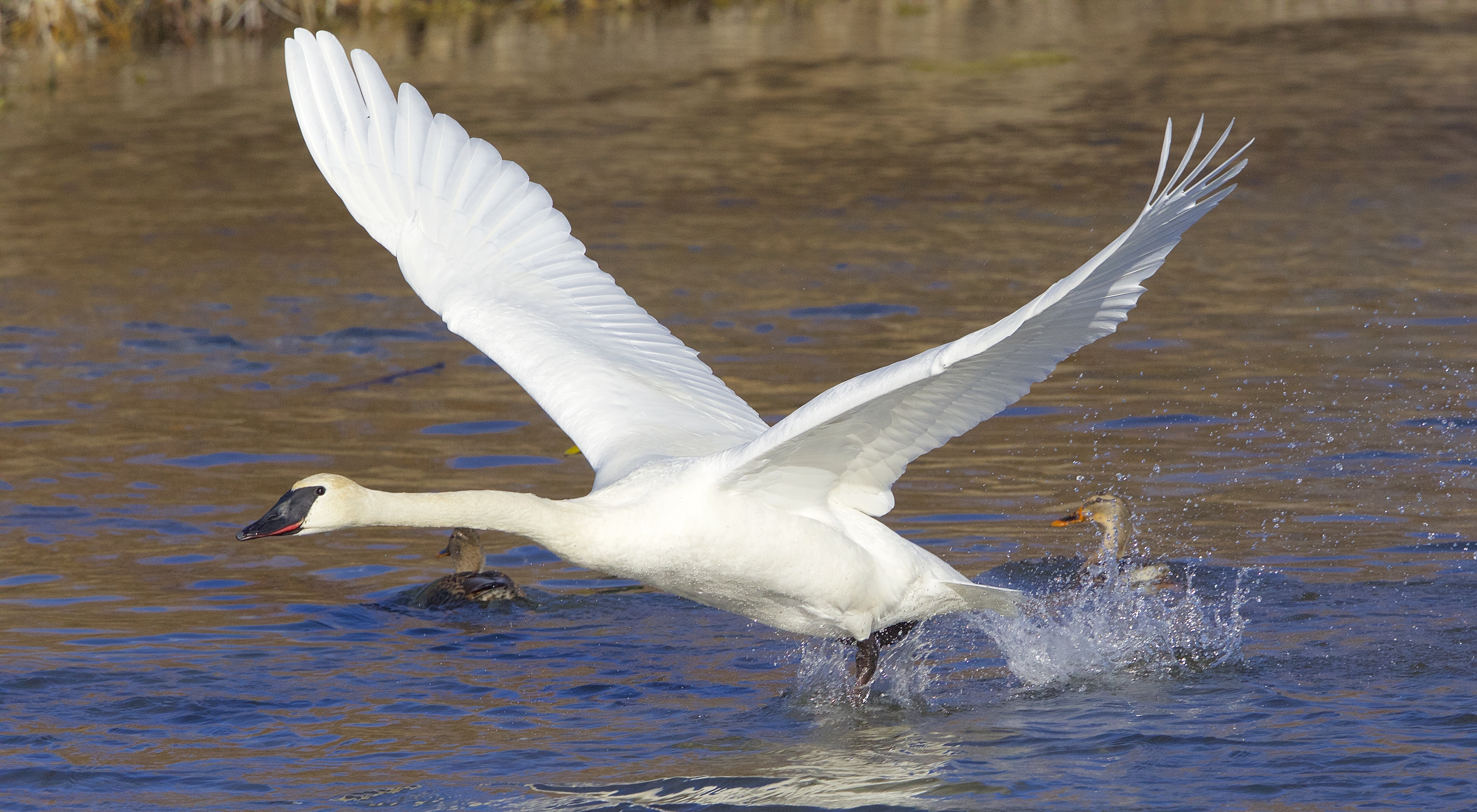 Trumpeter swans photo