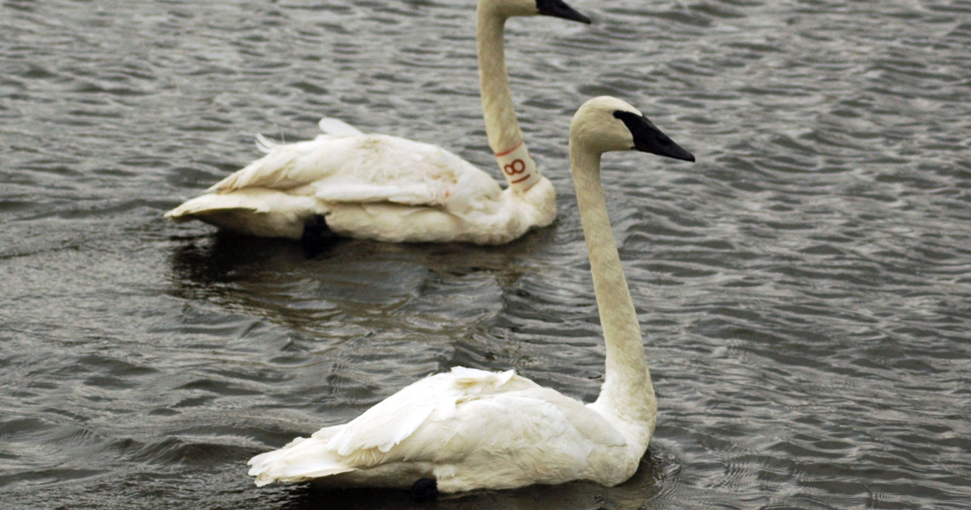 What killed 32 rare trumpeter swans in Iowa?