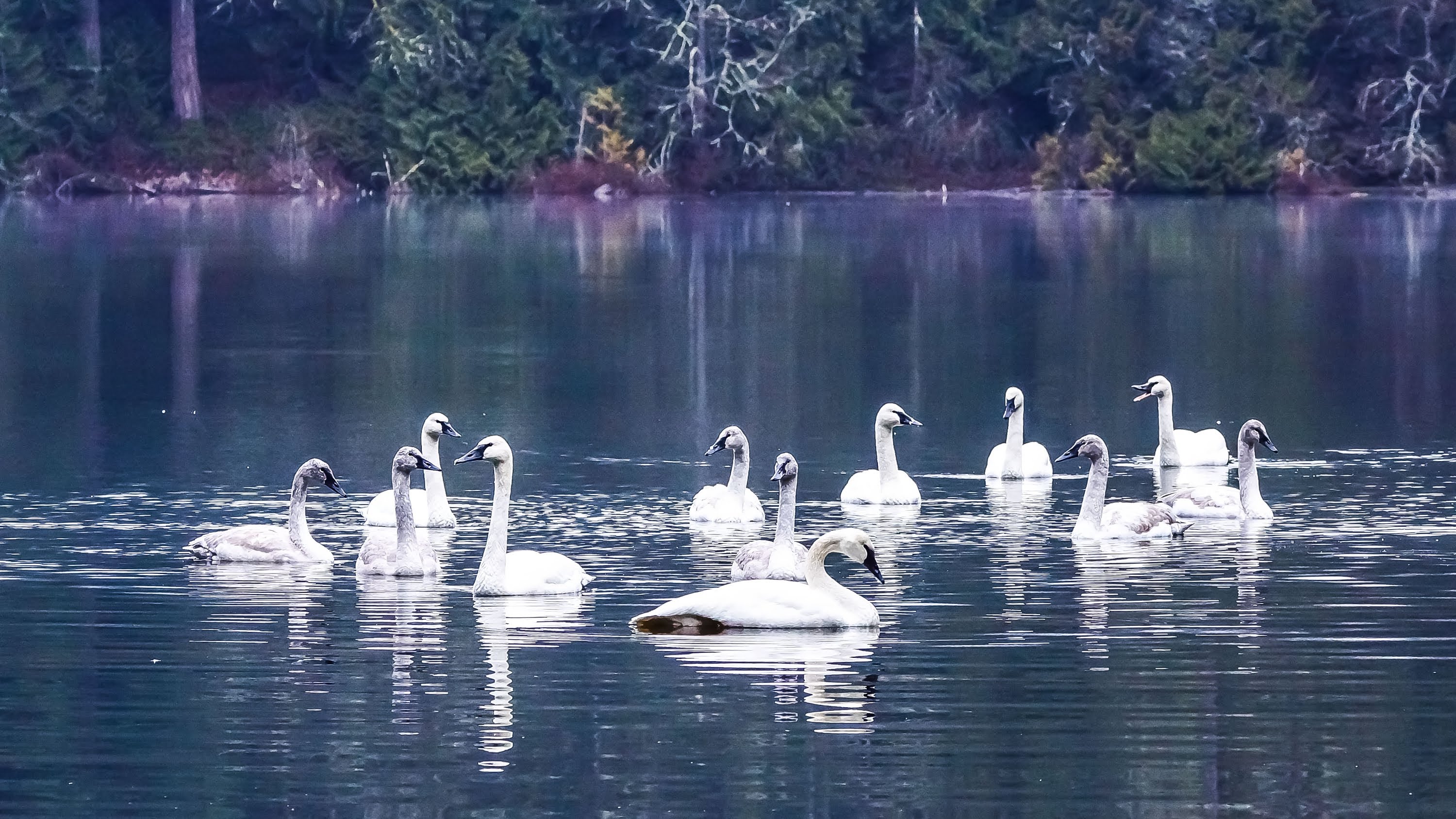 The REAL Swan Lake: Trumpeter Swans by the Hundreds Taking Flight ...