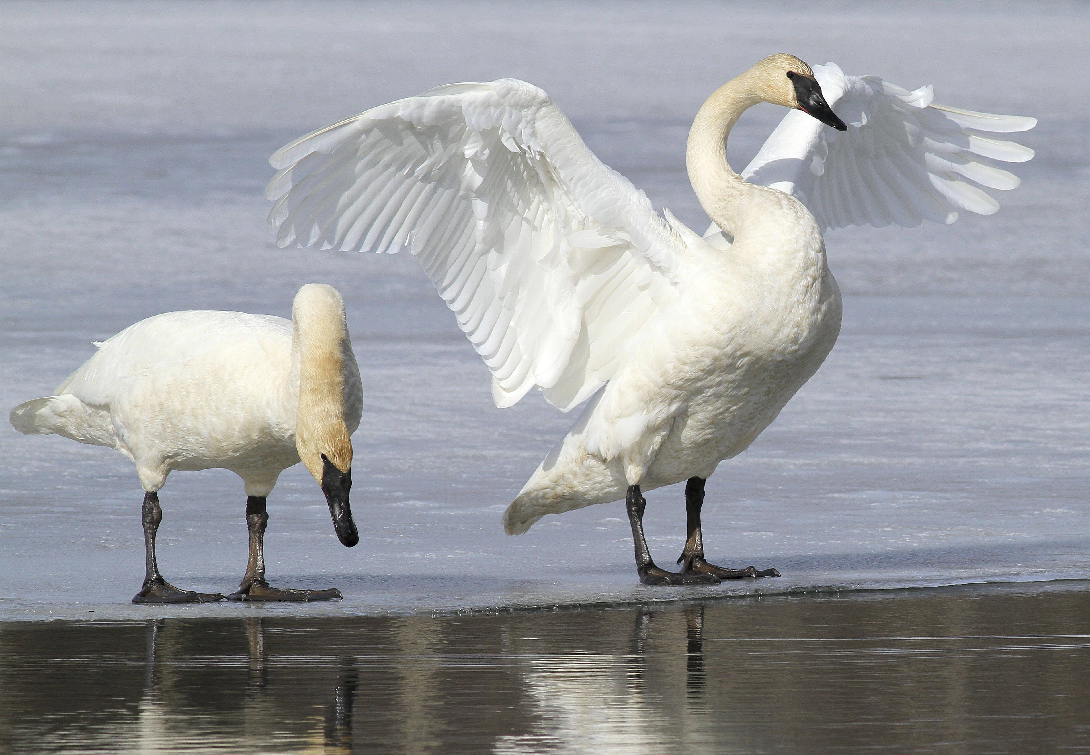 US agency's bid to allow trumpeter swan hunting draws fire ...