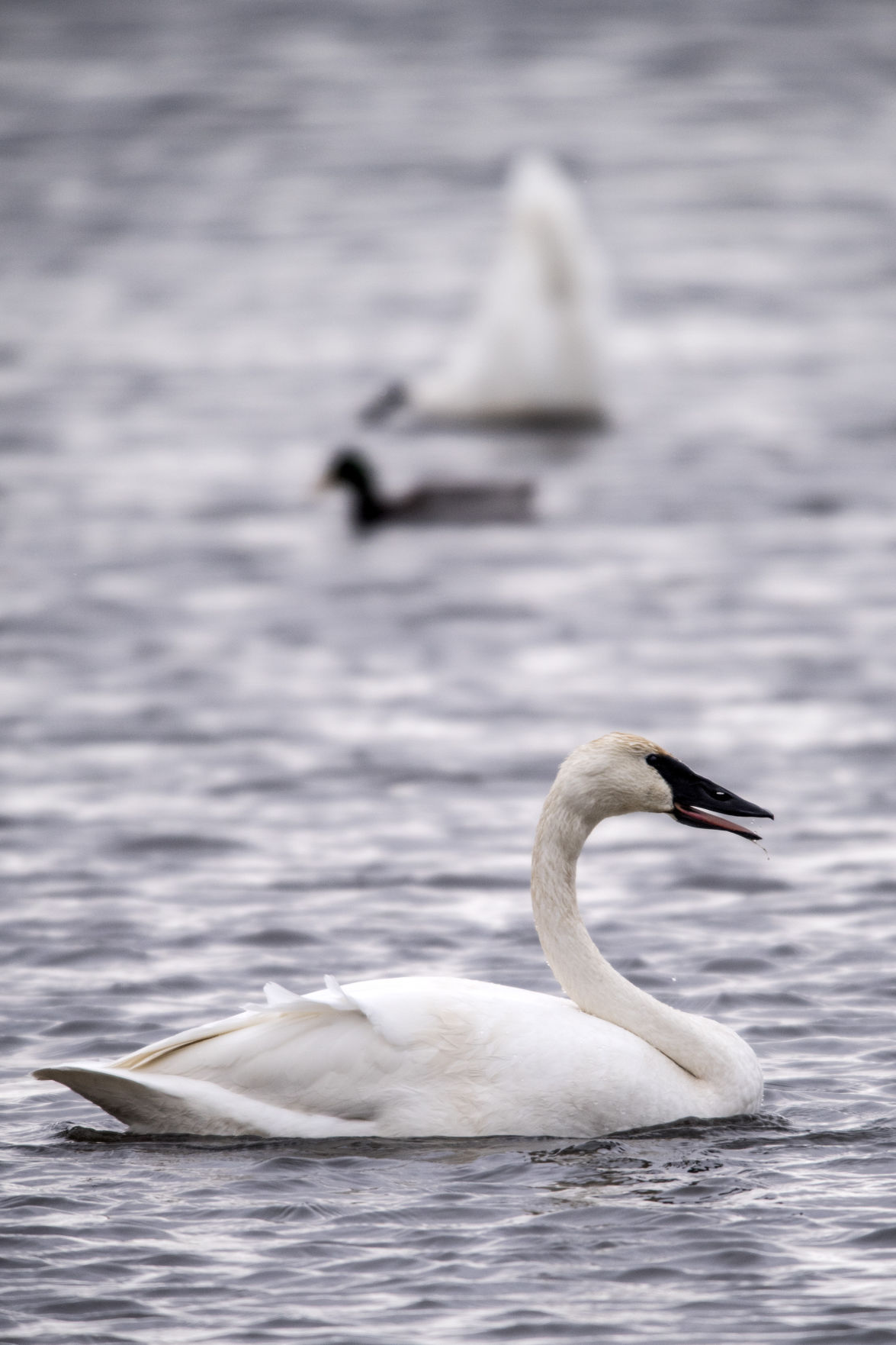 Trumpeter swans invade valley | Environmental | jhnewsandguide.com