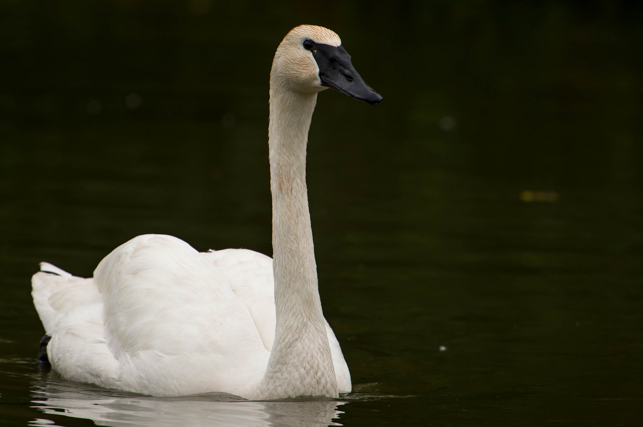 State-endangered trumpeter swans reproduce in northern Indiana ...
