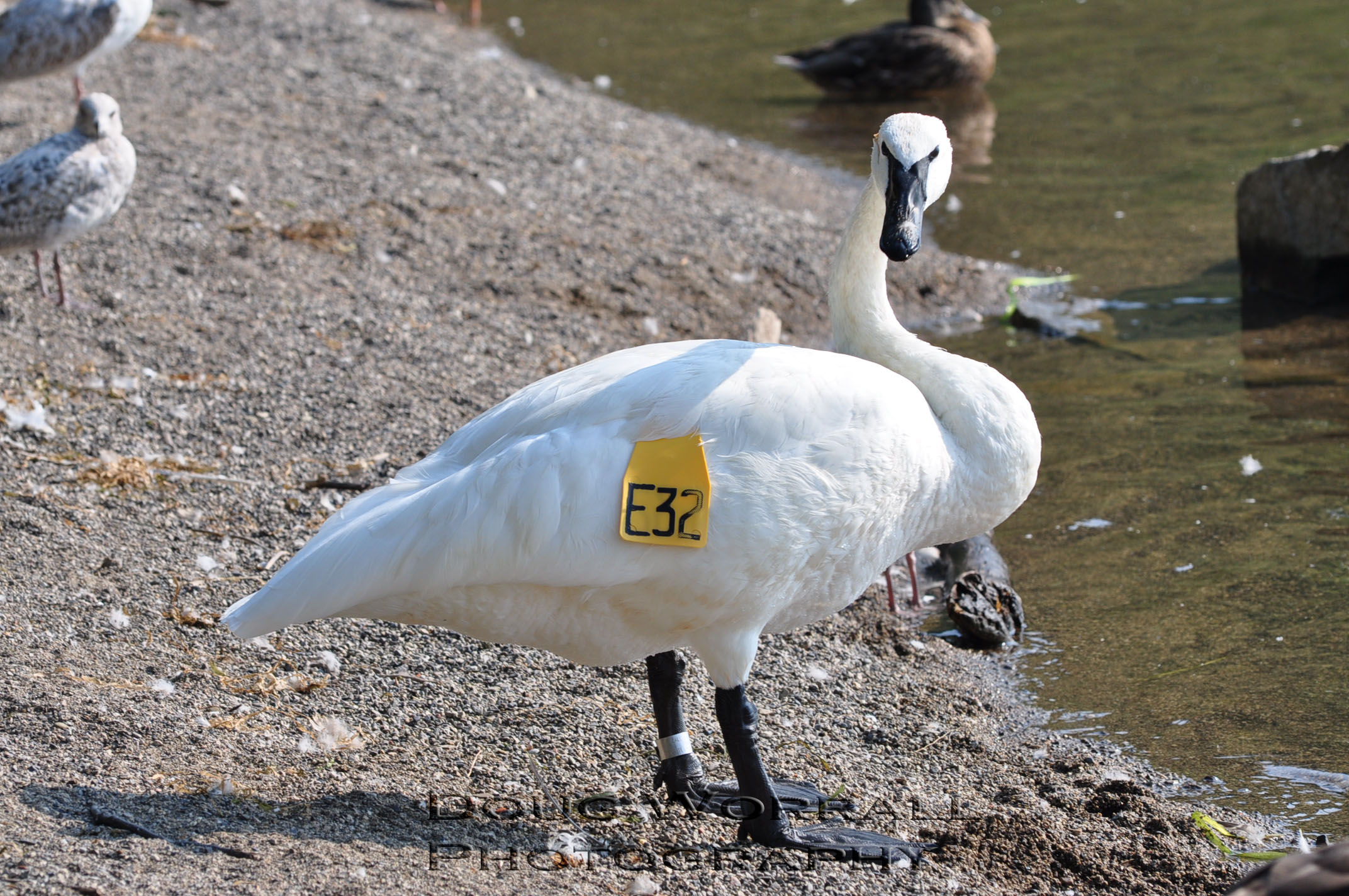 Trumpeter Swan Population in Ontario RisingFreelance Photographer ...